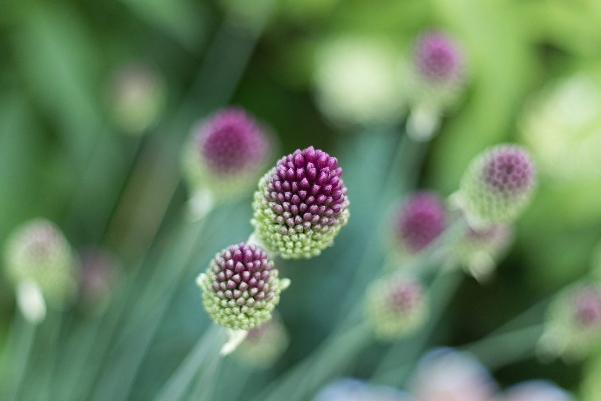 Canon EOS 7D Mark II + Canon EF 50mm F1.8 II sample photo. Flower bokeh photography