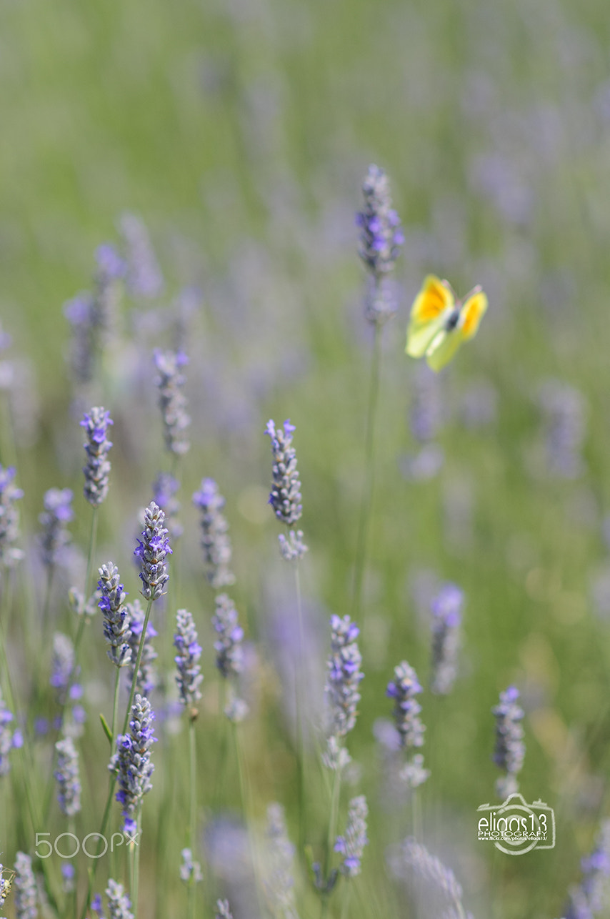 Nikon D300S + Nikon AF-S Nikkor 85mm F1.8G sample photo. Lavender photography