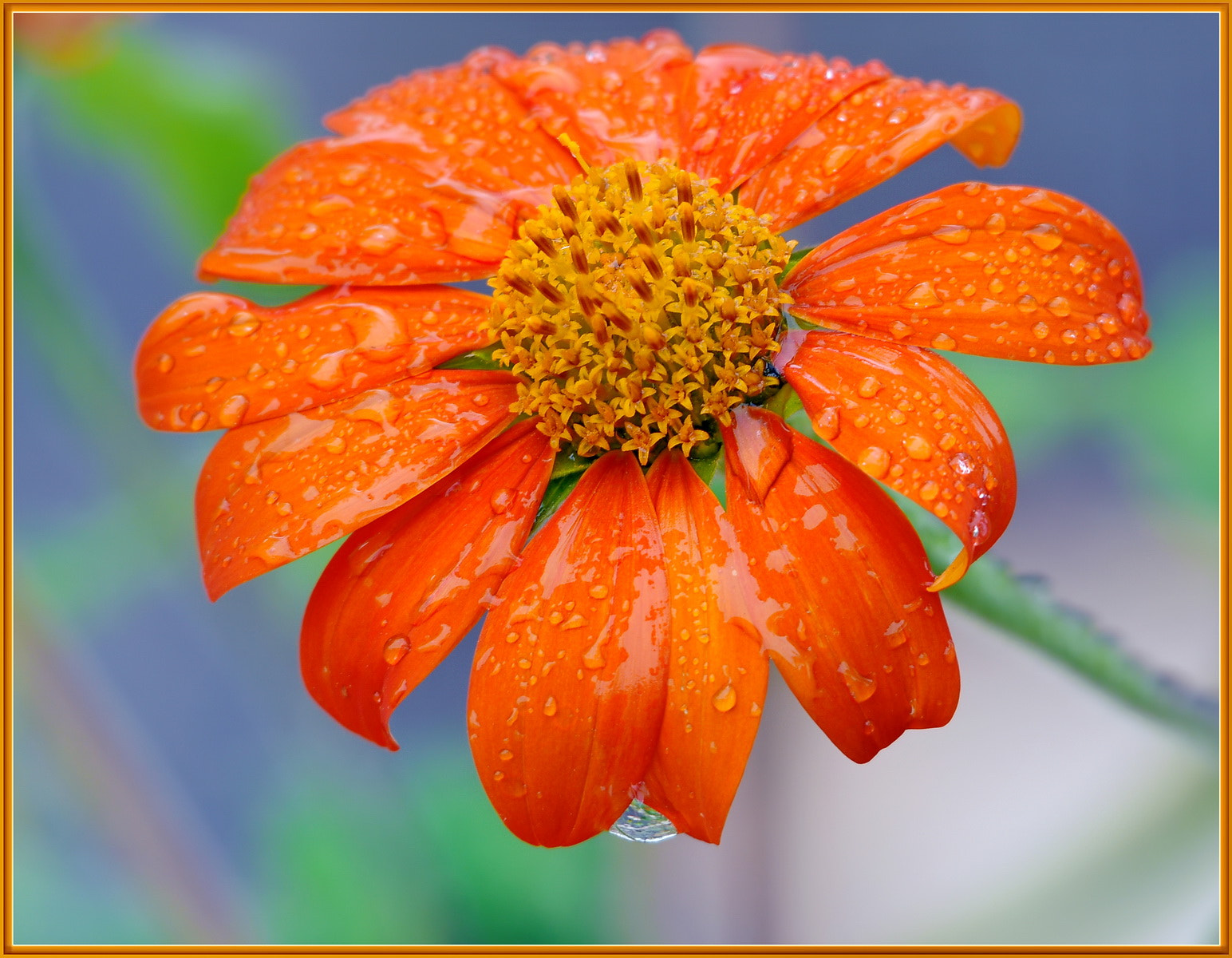 Sigma 120-400mm F4.5-5.6 DG OS HSM sample photo. Refreshed sunflower photography