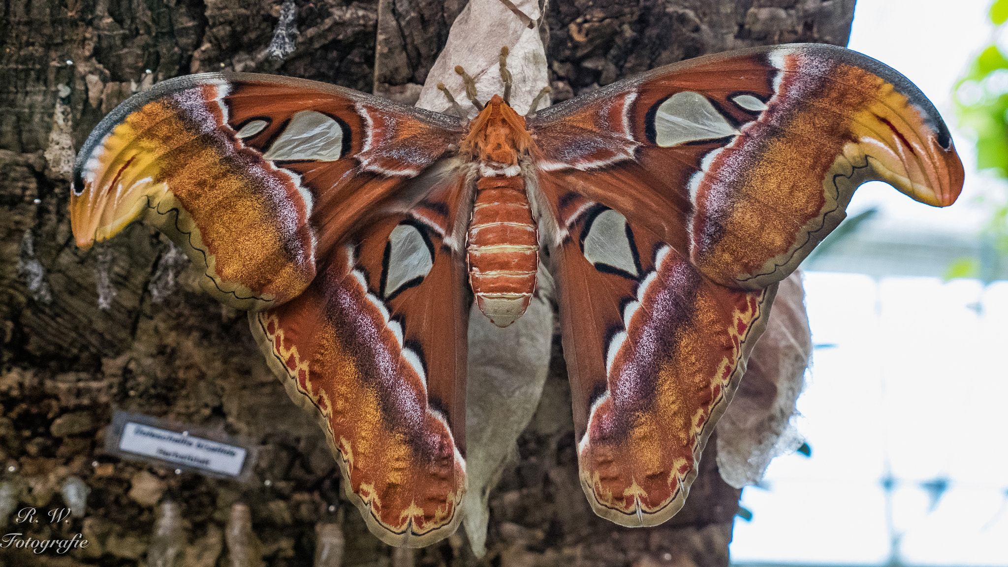 Panasonic Lumix DMC-GM1 sample photo. Butterfly photography
