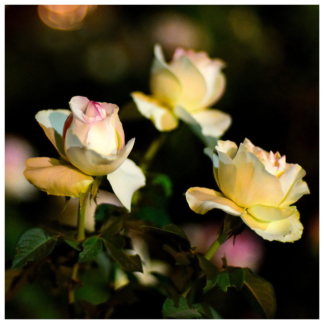 Nikon D800E + Nikon AF Nikkor 50mm F1.4D sample photo. Roses in night photography