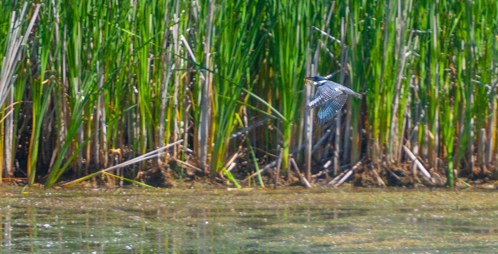 Canon EF 70-200mm F4L USM sample photo. Kingfisher in flight photography