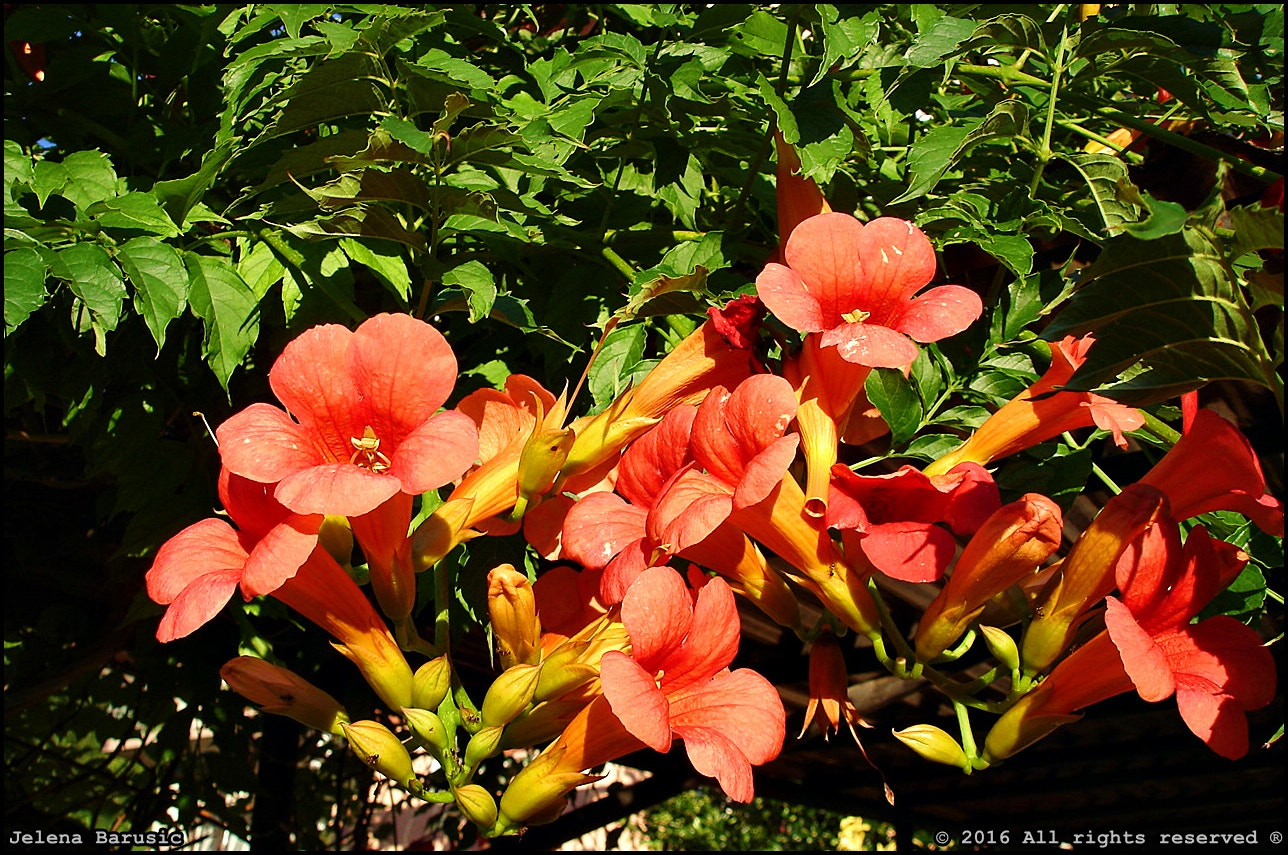 Sony DSC-W5 sample photo. Orange bells photography