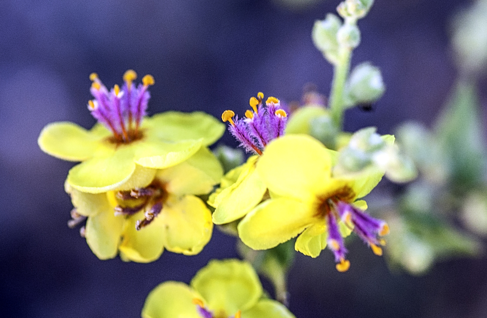 Nikon D5000 + Tamron SP 90mm F2.8 Di VC USD 1:1 Macro sample photo. Summer colors photography