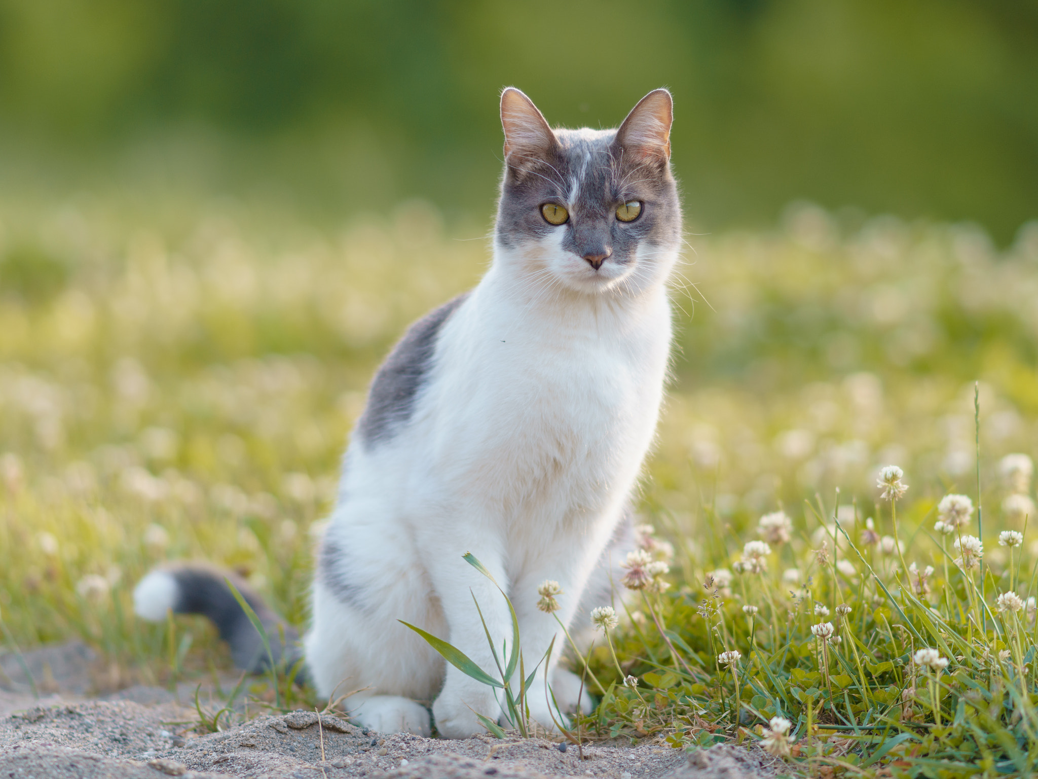 Sony a7R II + Sony Sonnar T* 135mm F1.8 ZA sample photo. That cat photography