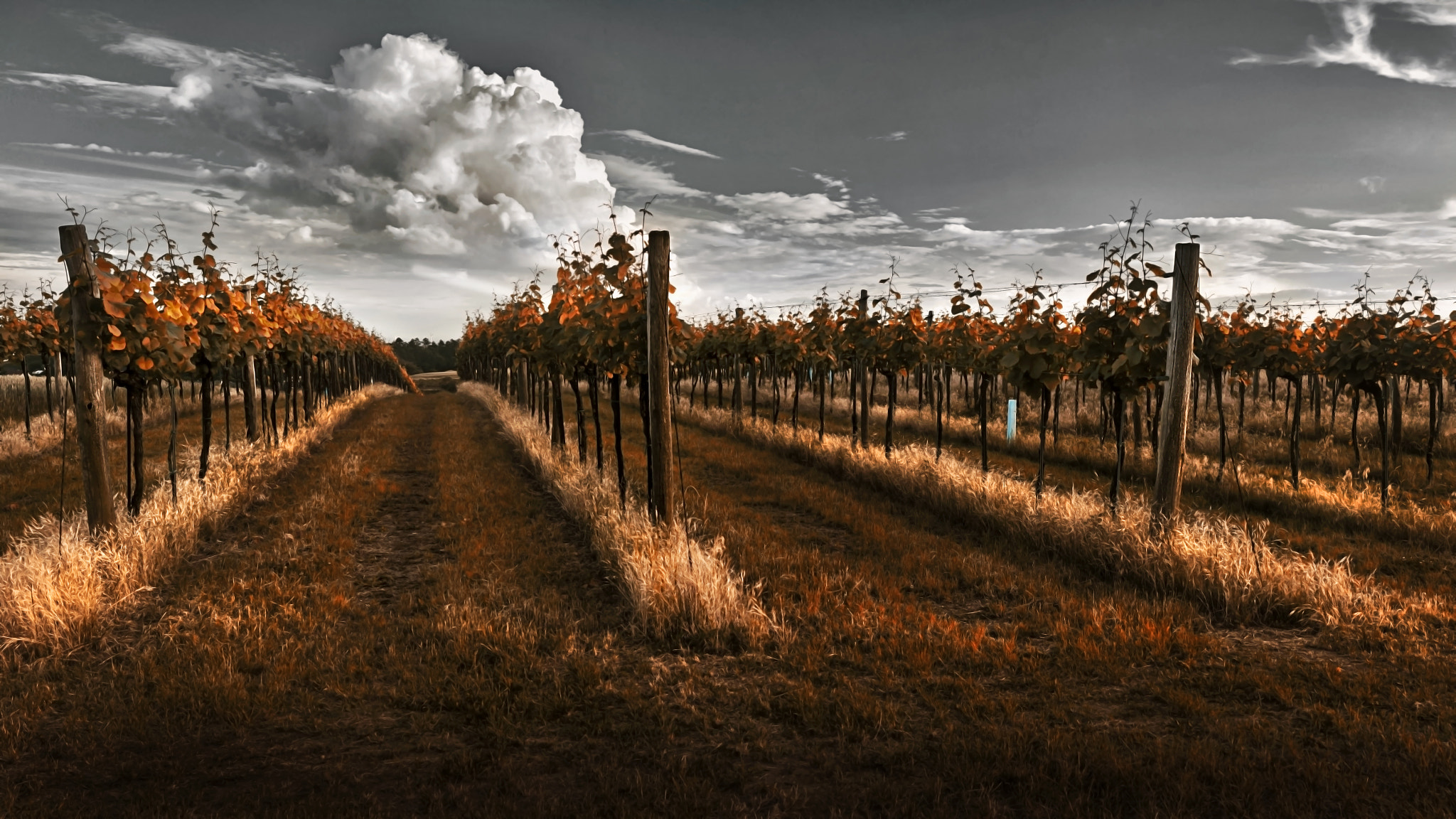 Nikon D7100 + AF Zoom-Nikkor 24-120mm f/3.5-5.6D IF sample photo. Weinviertel (rusty version) photography