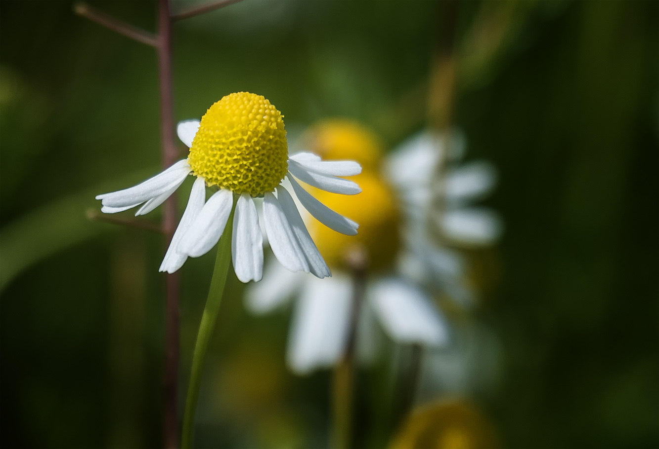 Fujifilm X-A2 + Fujifilm XC 50-230mm F4.5-6.7 OIS II sample photo. 3700 photography