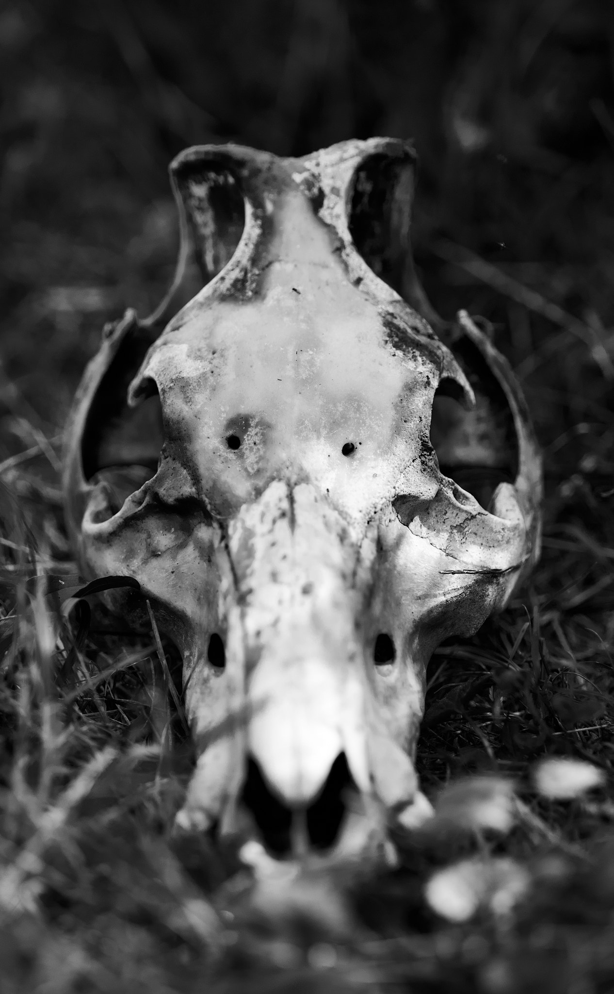Fujifilm X-T10 + Fujifilm XF 90mm F2 R LM WR sample photo. Skull photography