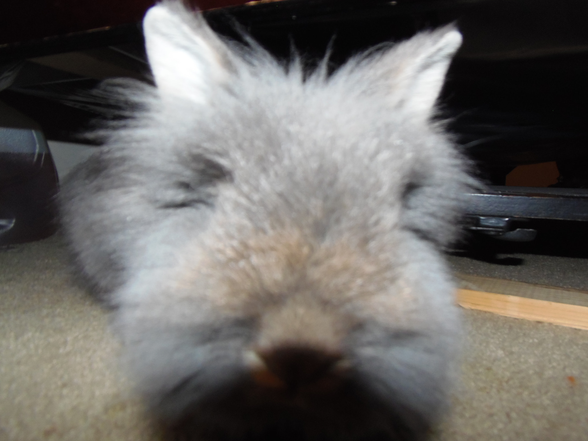 Olympus SP-810UZ sample photo. Fuzzy bunny photography