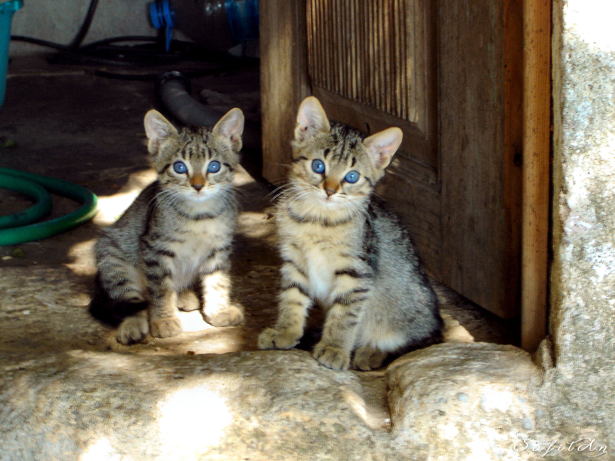 Sony DSC-P73 sample photo. Cute twins photography