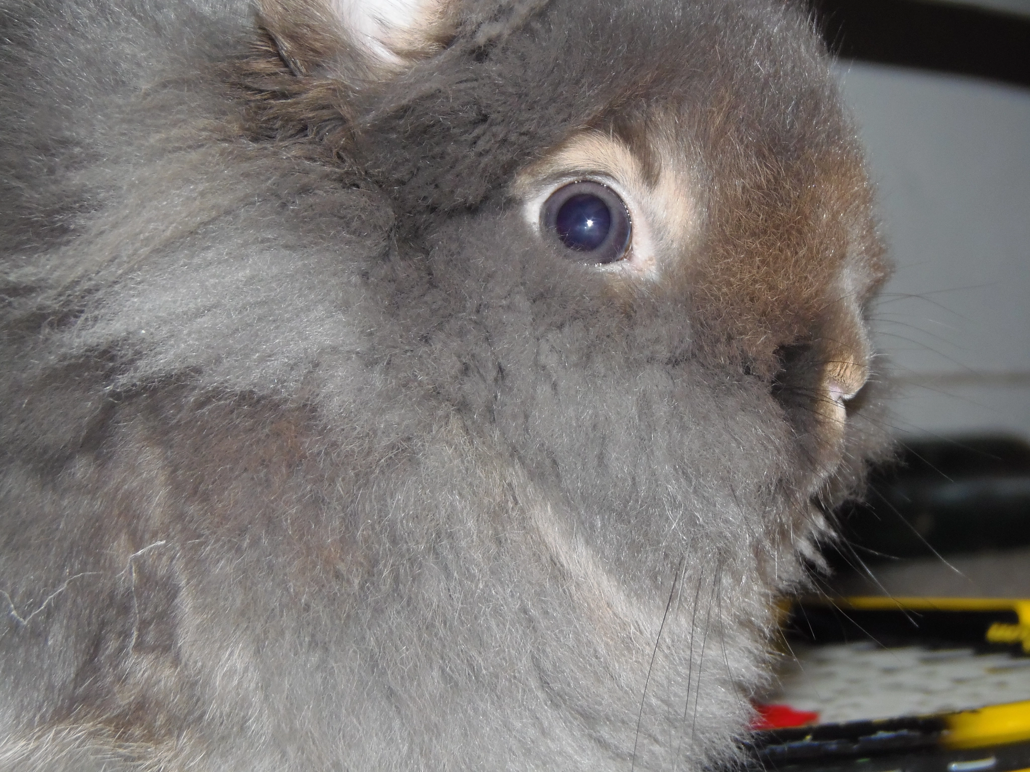 Olympus SP-810UZ sample photo. Bunny photography