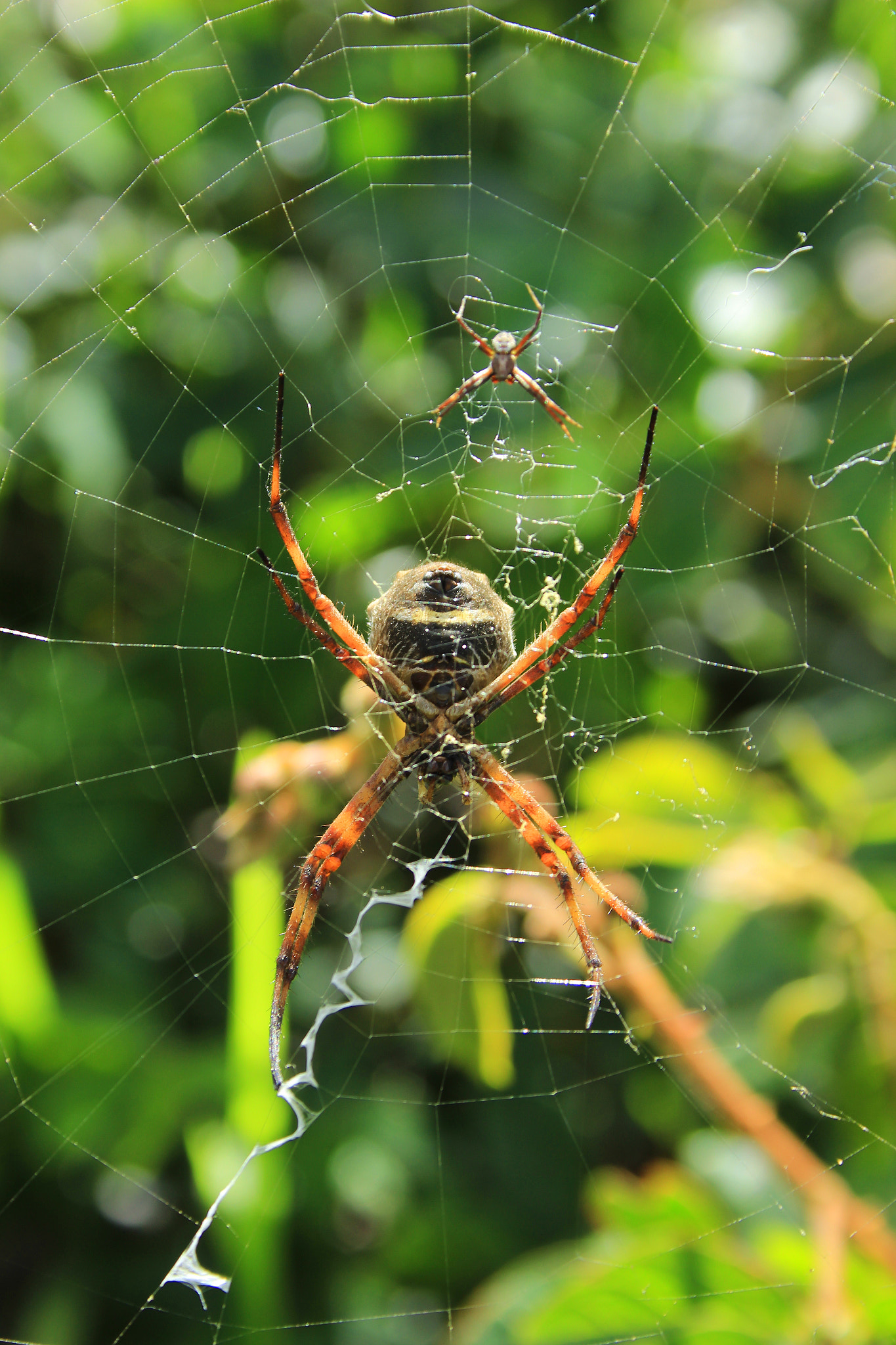 Canon EF-S 18-55mm F3.5-5.6 II sample photo. Orb weaver spider and its web photography