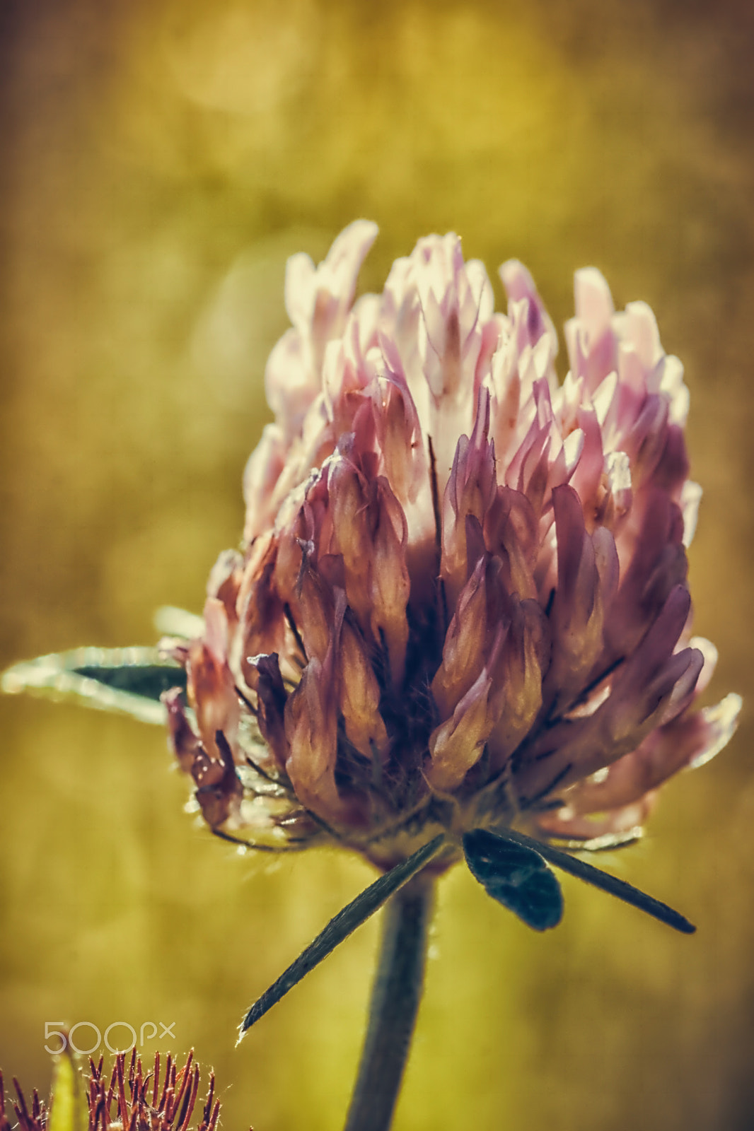 Canon EOS 80D + Canon EF 100mm F2.8 Macro USM sample photo. Flower photography