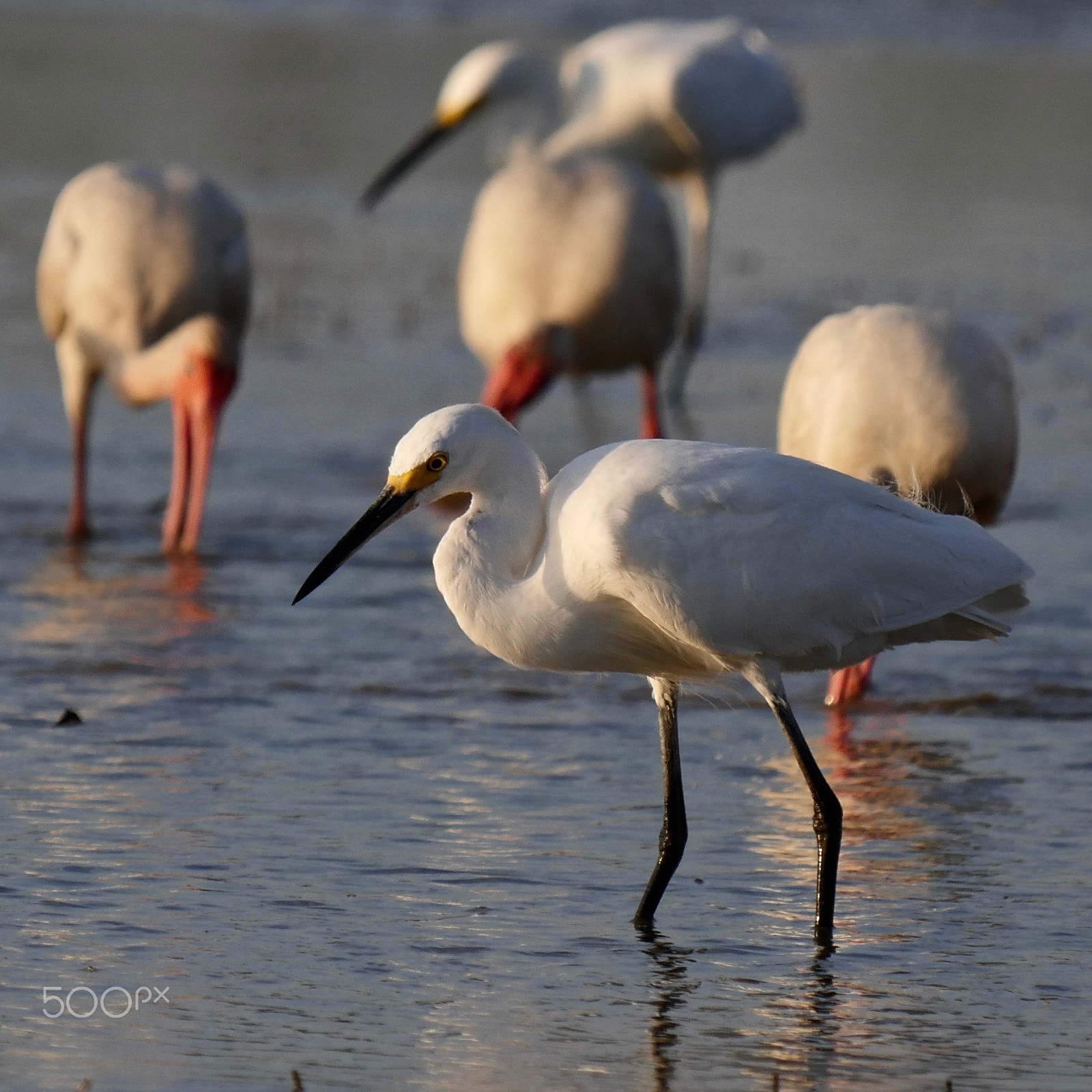 Panasonic Lumix DMC-GH4 + LEICA DG 100-400/F4.0-6.3 sample photo. Standing out photography