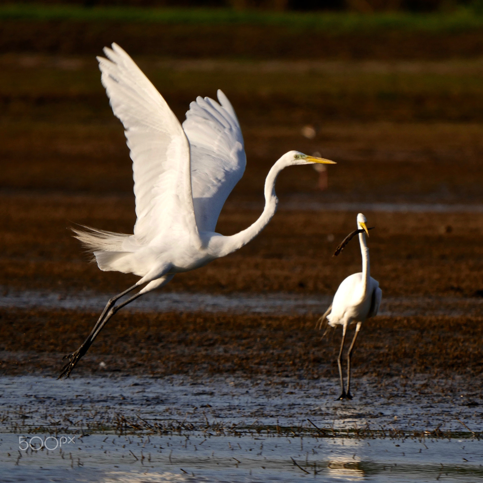 Panasonic Lumix DMC-GH4 + LEICA DG 100-400/F4.0-6.3 sample photo. Egret in flight photography