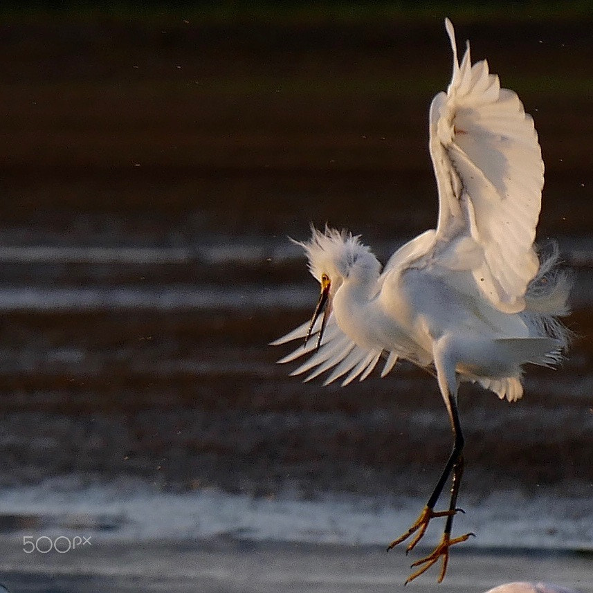 Panasonic Lumix DMC-GH4 + LEICA DG 100-400/F4.0-6.3 sample photo. Angry egret photography