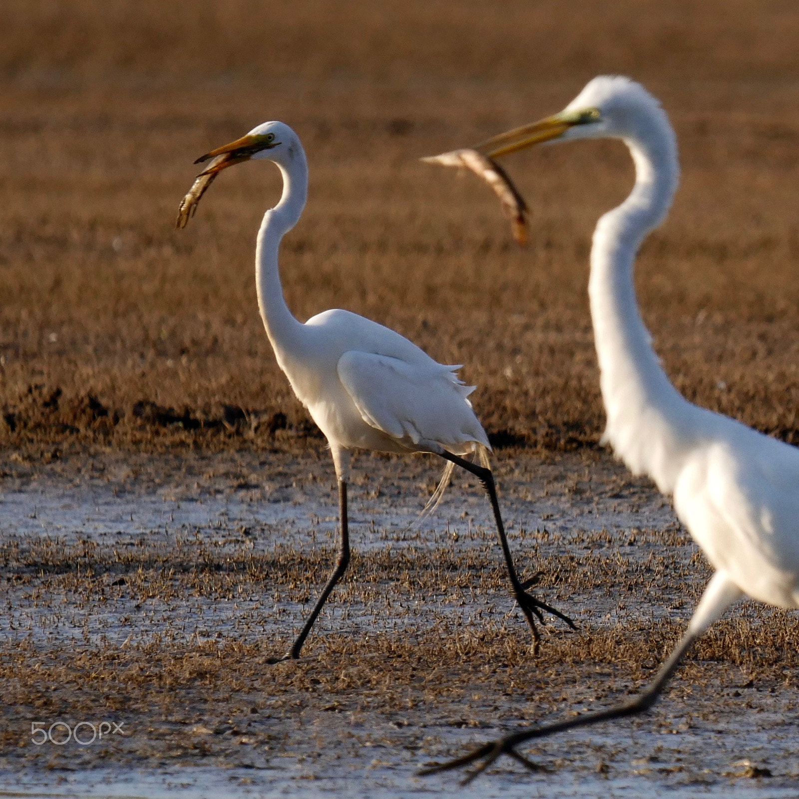 Panasonic Lumix DMC-GH4 + LEICA DG 100-400/F4.0-6.3 sample photo. Catch of the day photography