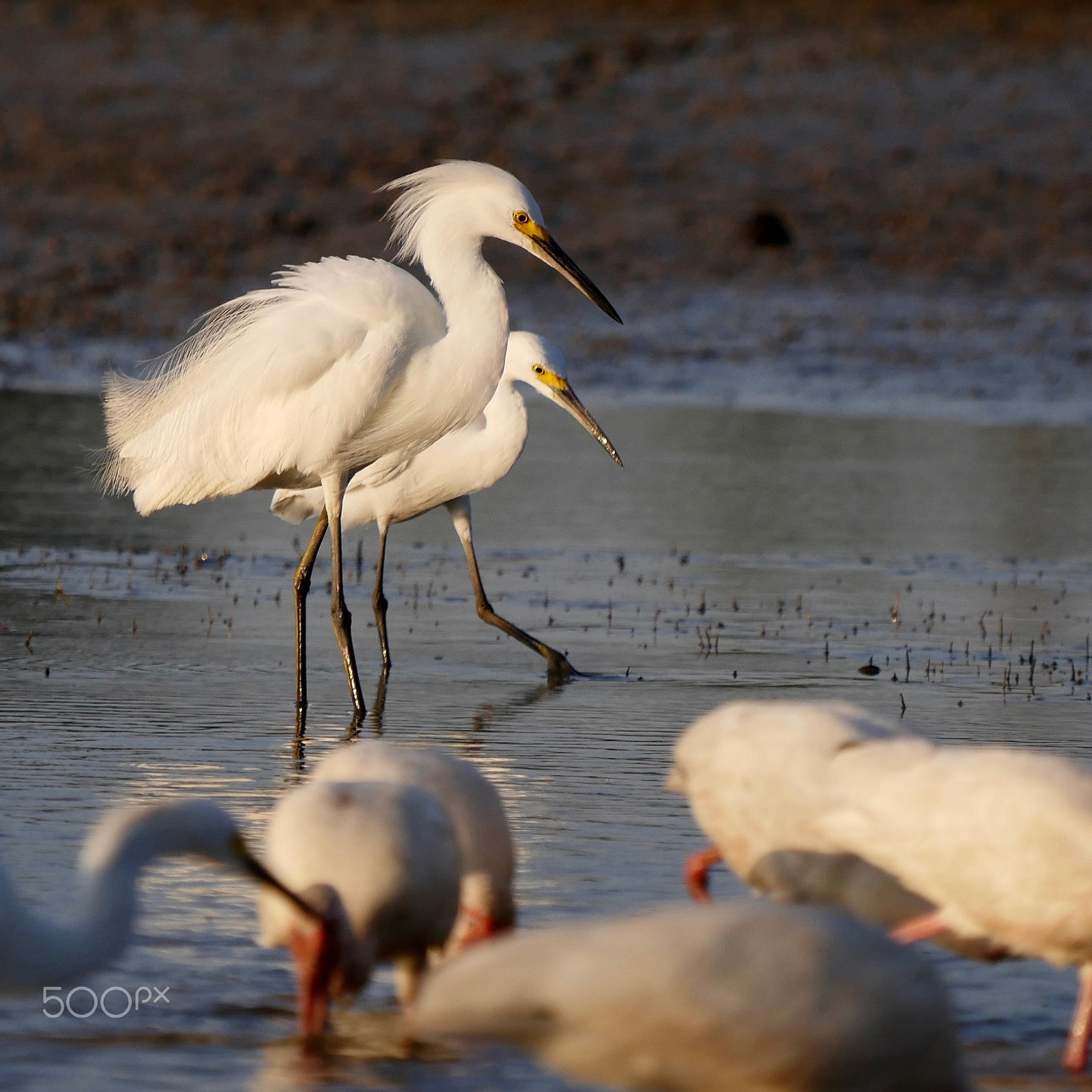 Panasonic Lumix DMC-GH4 + LEICA DG 100-400/F4.0-6.3 sample photo. Ruffled photography