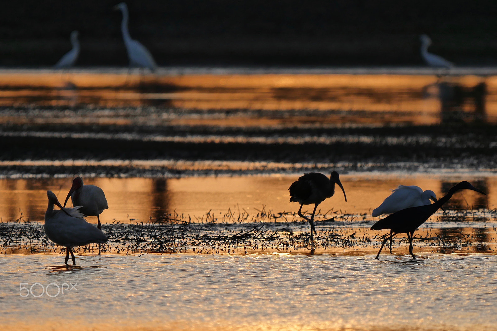 Panasonic Lumix DMC-GH4 + LEICA DG 100-400/F4.0-6.3 sample photo. Golden pond photography