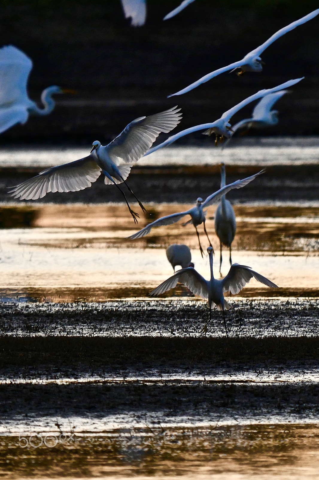 Panasonic Lumix DMC-GH4 + LEICA DG 100-400/F4.0-6.3 sample photo. Stacked photography