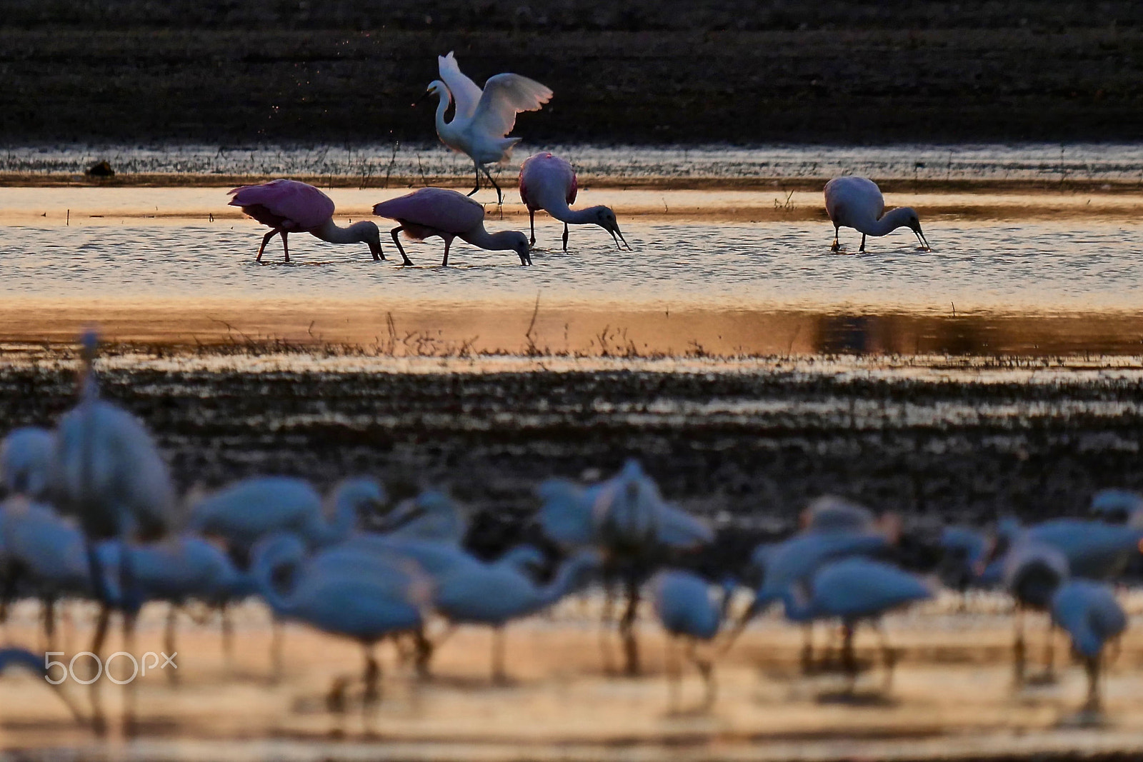 Panasonic Lumix DMC-GH4 + LEICA DG 100-400/F4.0-6.3 sample photo. Getting along photography