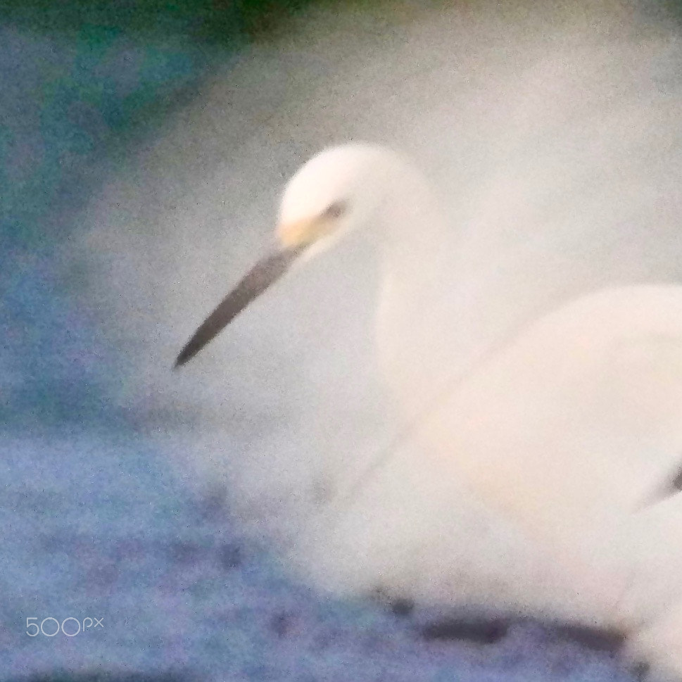 Panasonic Lumix DMC-GH4 + LEICA DG 100-400/F4.0-6.3 sample photo. Fluff photography