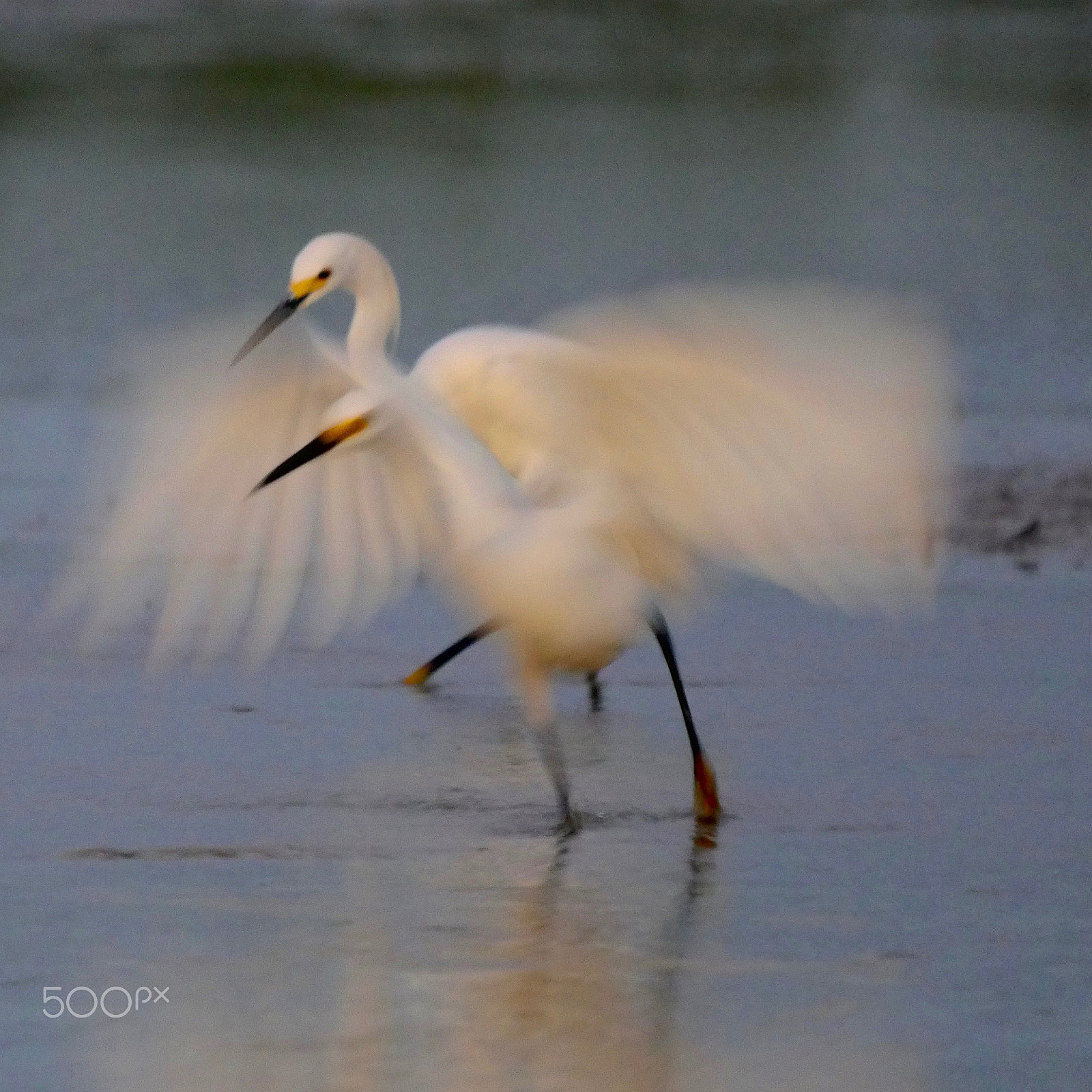 Panasonic Lumix DMC-GH4 + LEICA DG 100-400/F4.0-6.3 sample photo. Egret ballet photography