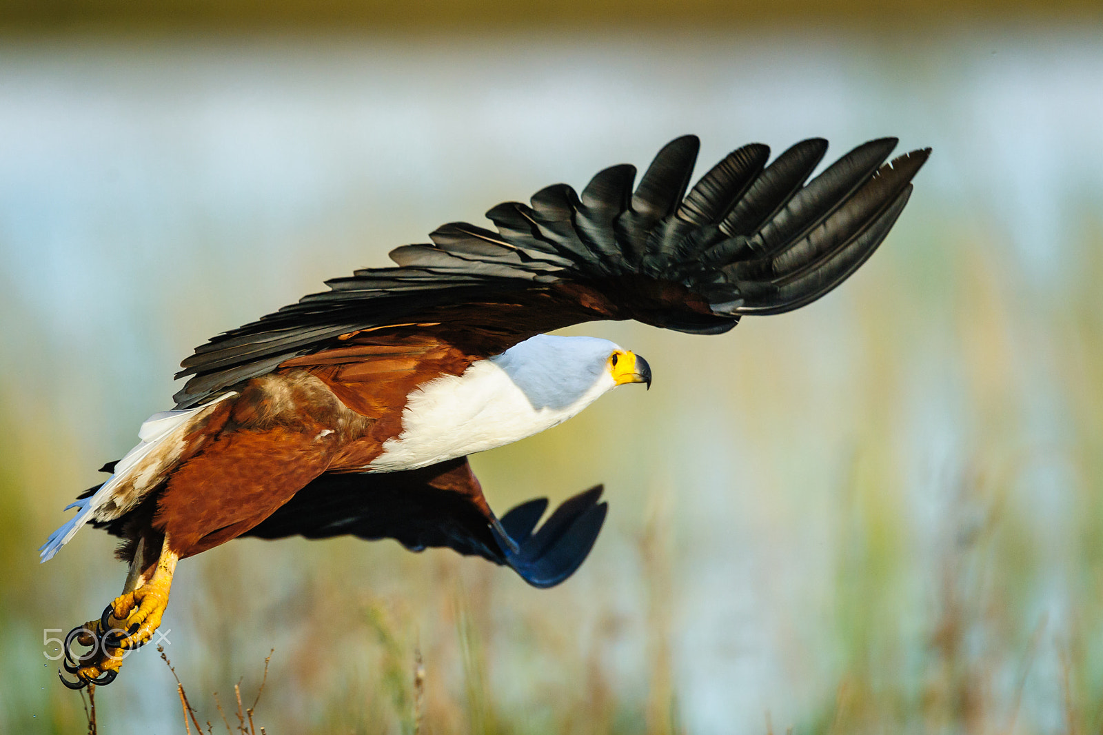 Nikon D700 + Nikon AF-S Nikkor 600mm F4G ED VR sample photo. Fish eagle take off photography