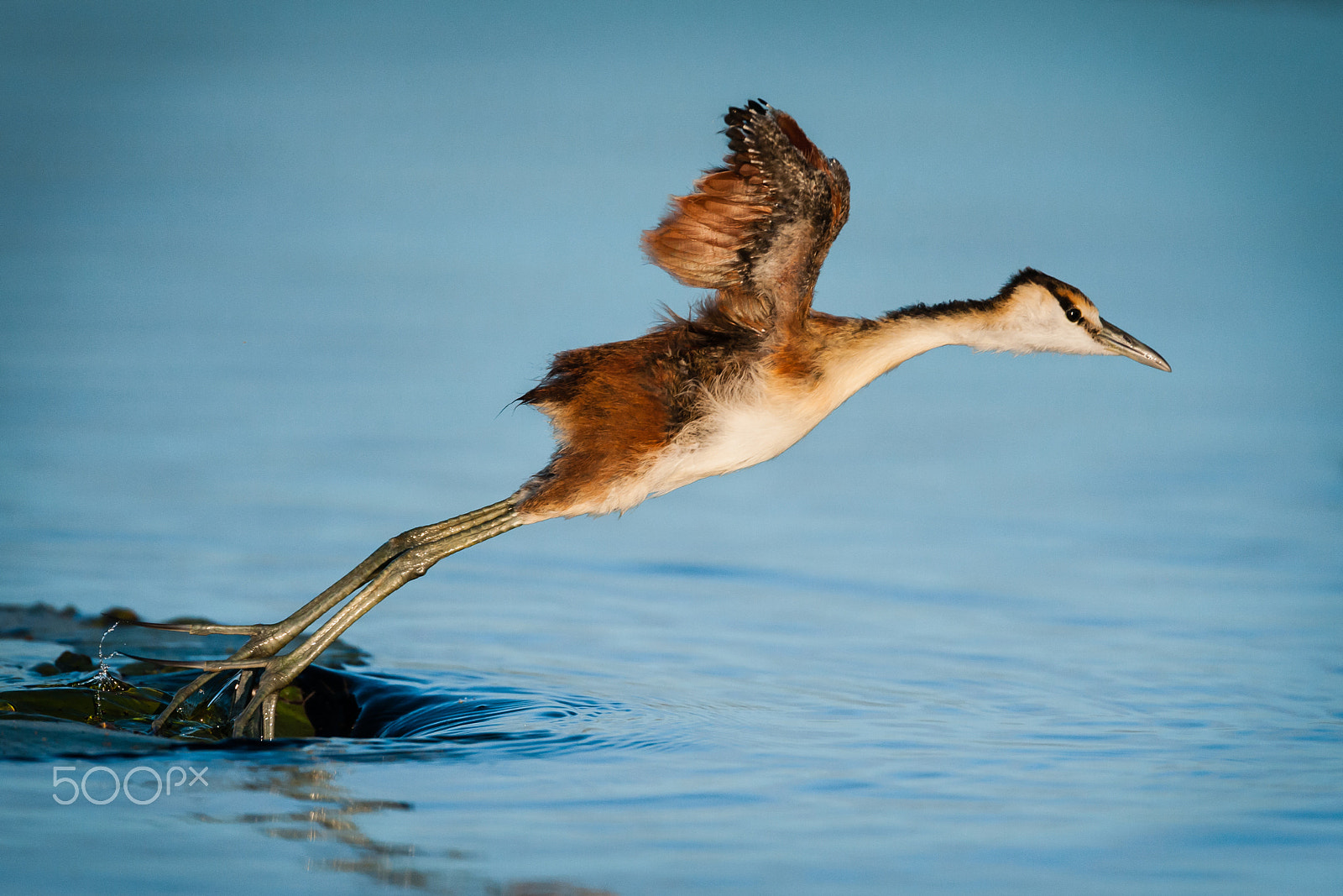 Nikon D700 + Nikon AF-S Nikkor 600mm F4G ED VR sample photo. Leaping jakana chic photography