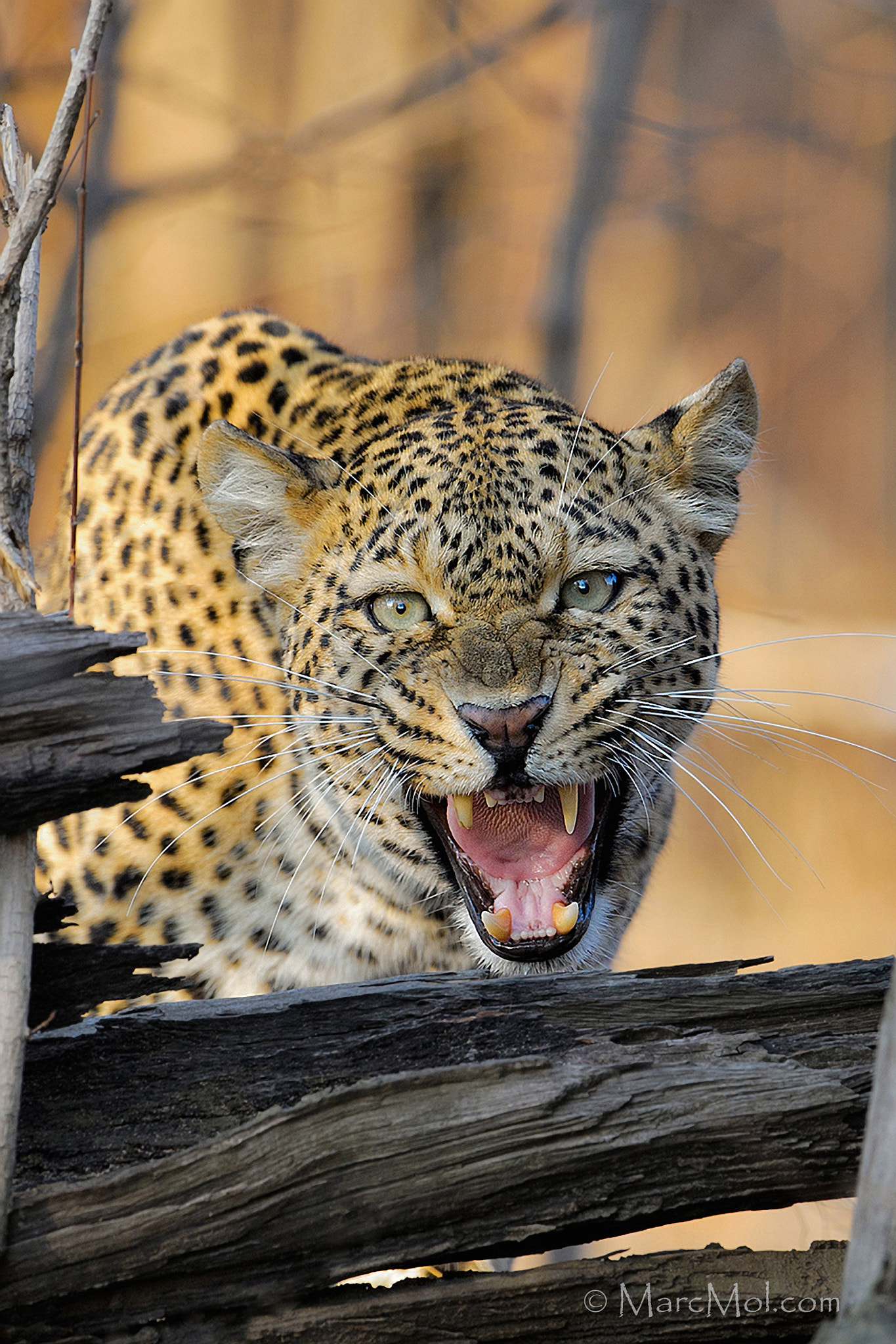 Nikon D3S + Nikon AF-S Nikkor 500mm F4G ED VR sample photo. Leave now! photography
