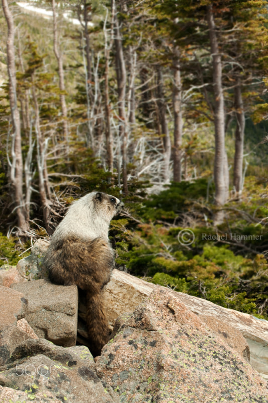 Nikon D200 + AF Zoom-Nikkor 28-80mm f/3.5-5.6D sample photo. Hoary marmot photography