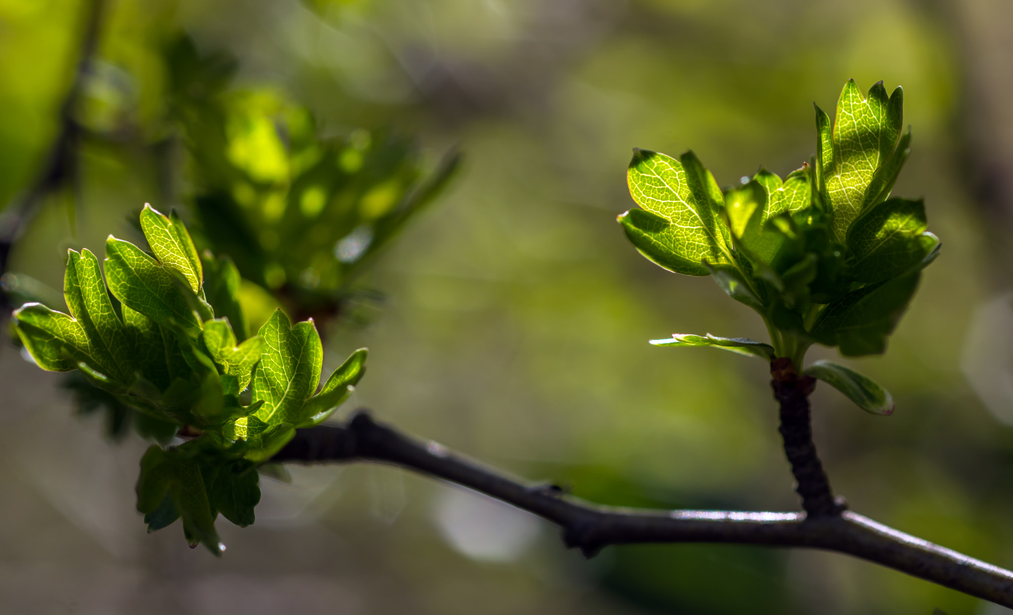 Nikon D7100 + AF Micro-Nikkor 60mm f/2.8 sample photo. Bursting into light! photography