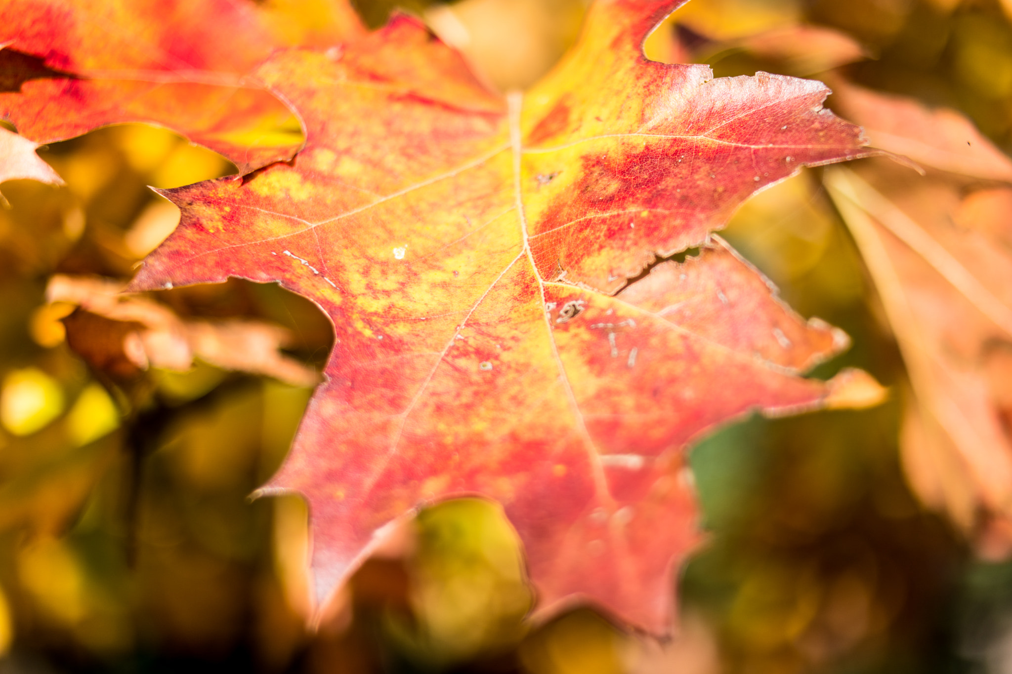 Samsung NX500 + Samsung NX 45mm F1.8 sample photo. Autumn leaves photography