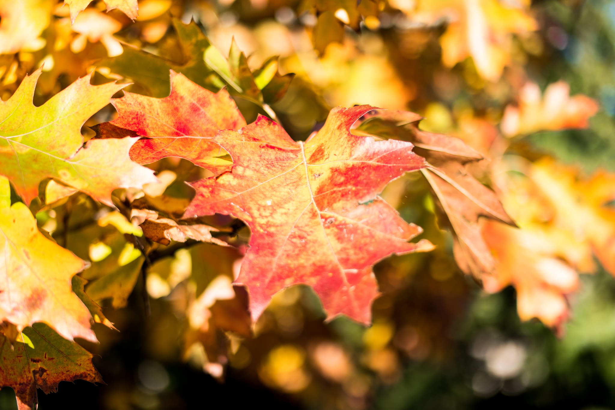 Samsung NX500 + Samsung NX 45mm F1.8 sample photo. Autumn leaves photography