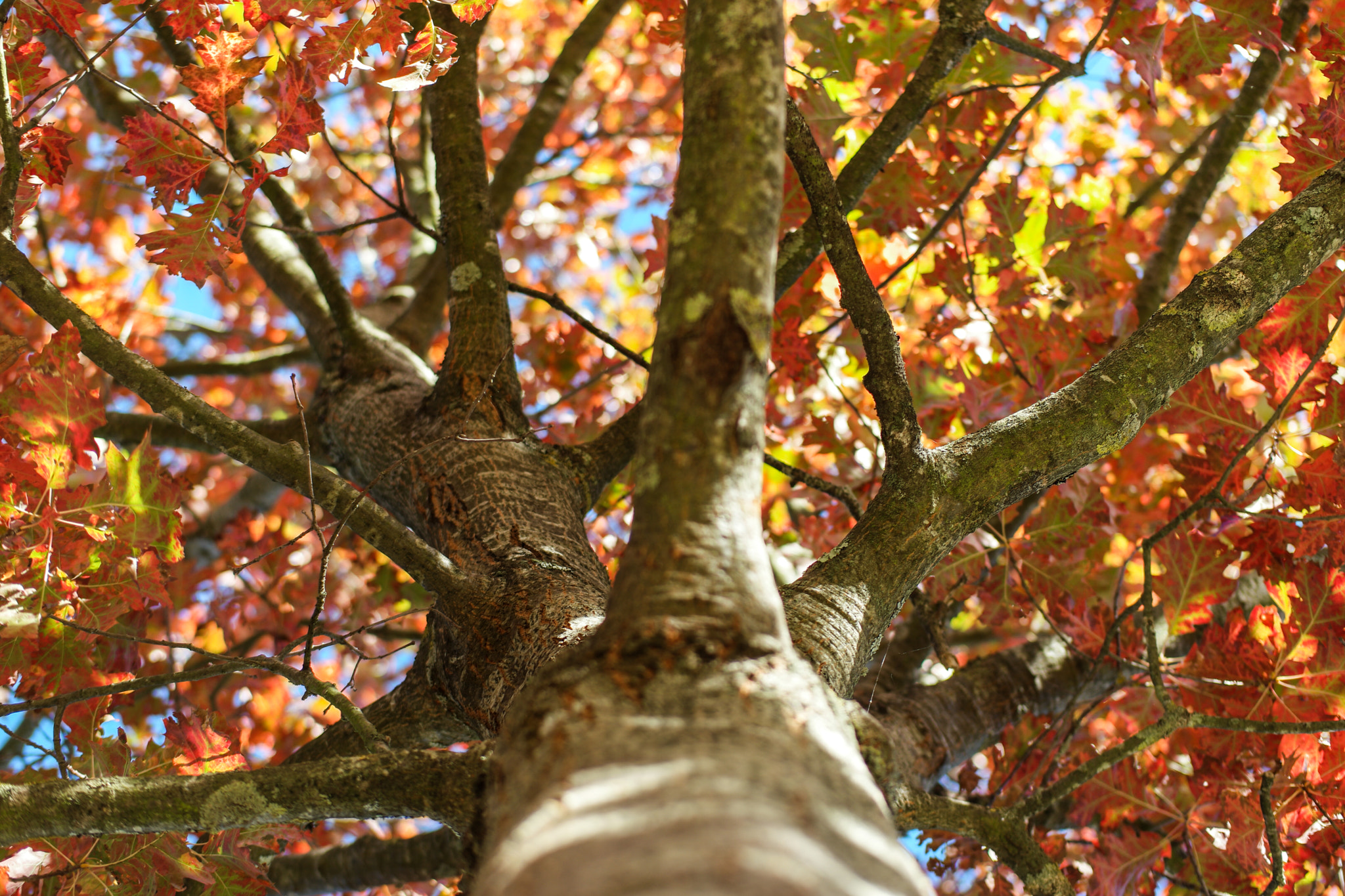 Samsung NX500 + Samsung NX 45mm F1.8 sample photo. Autumn leaves photography