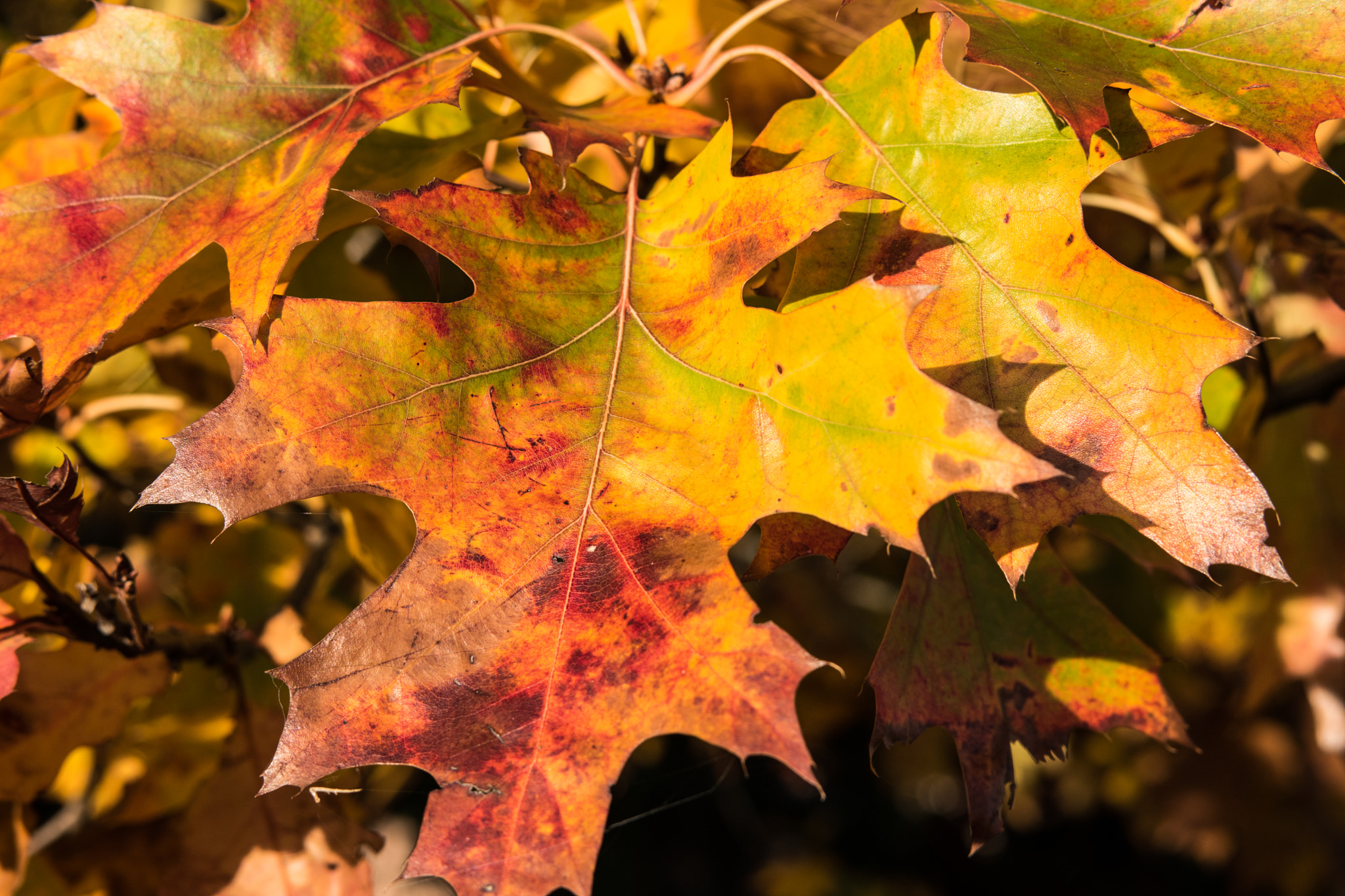 Samsung NX500 + Samsung NX 45mm F1.8 sample photo. Autumn leaves photography