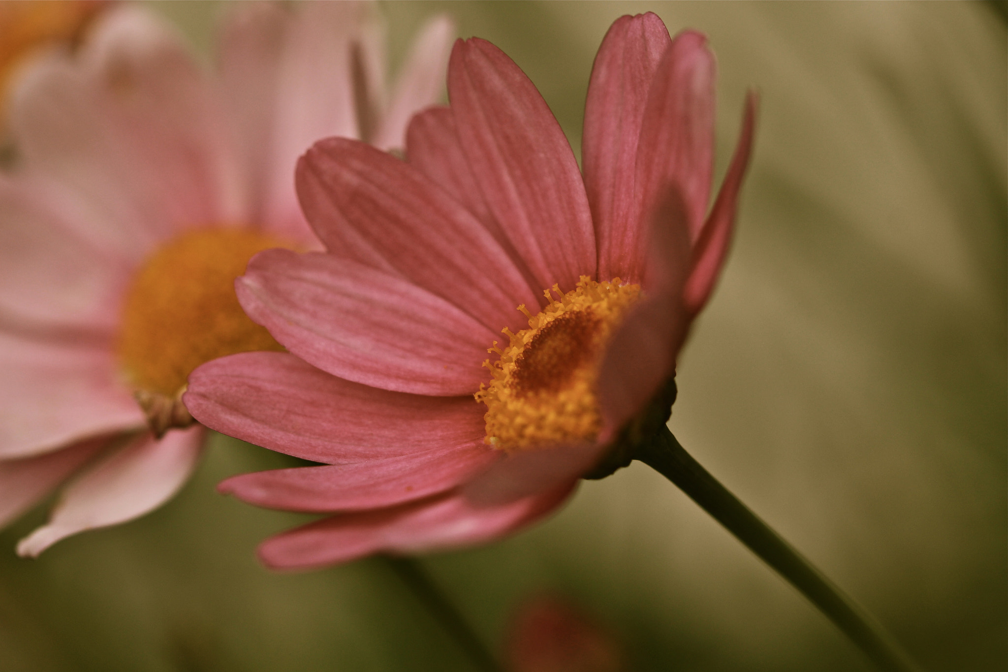 Canon EF 100mm F2.8 Macro USM sample photo. Sentinels photography
