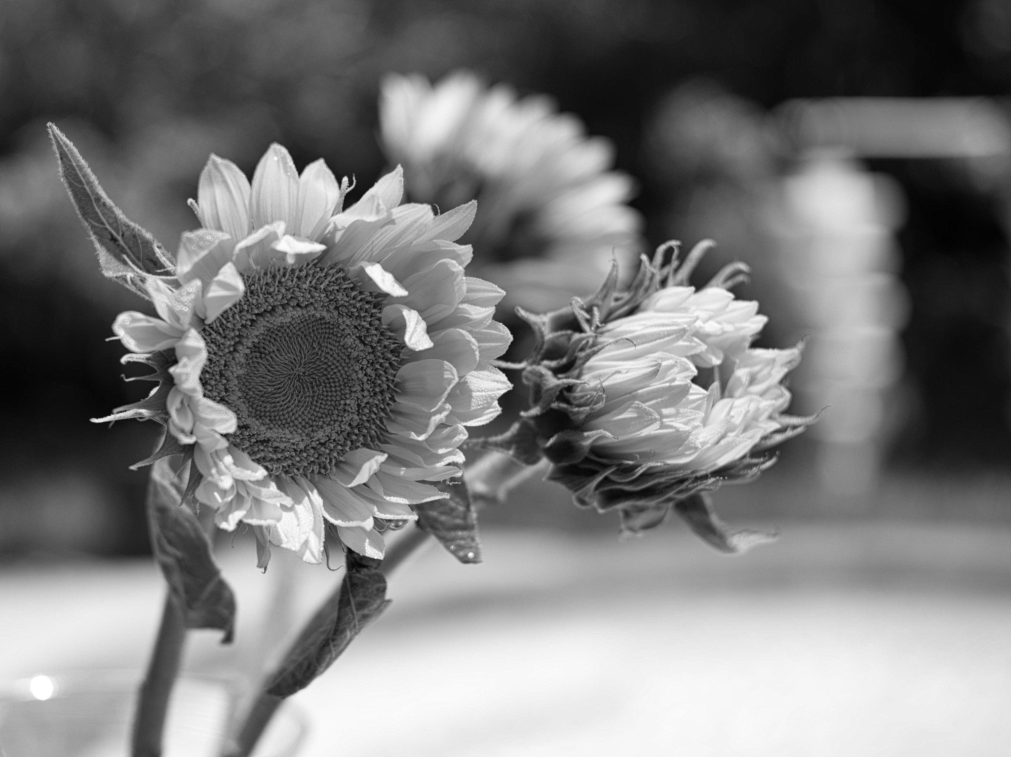 Summicron-M 1:2/50 sample photo. Sun series 1 photography