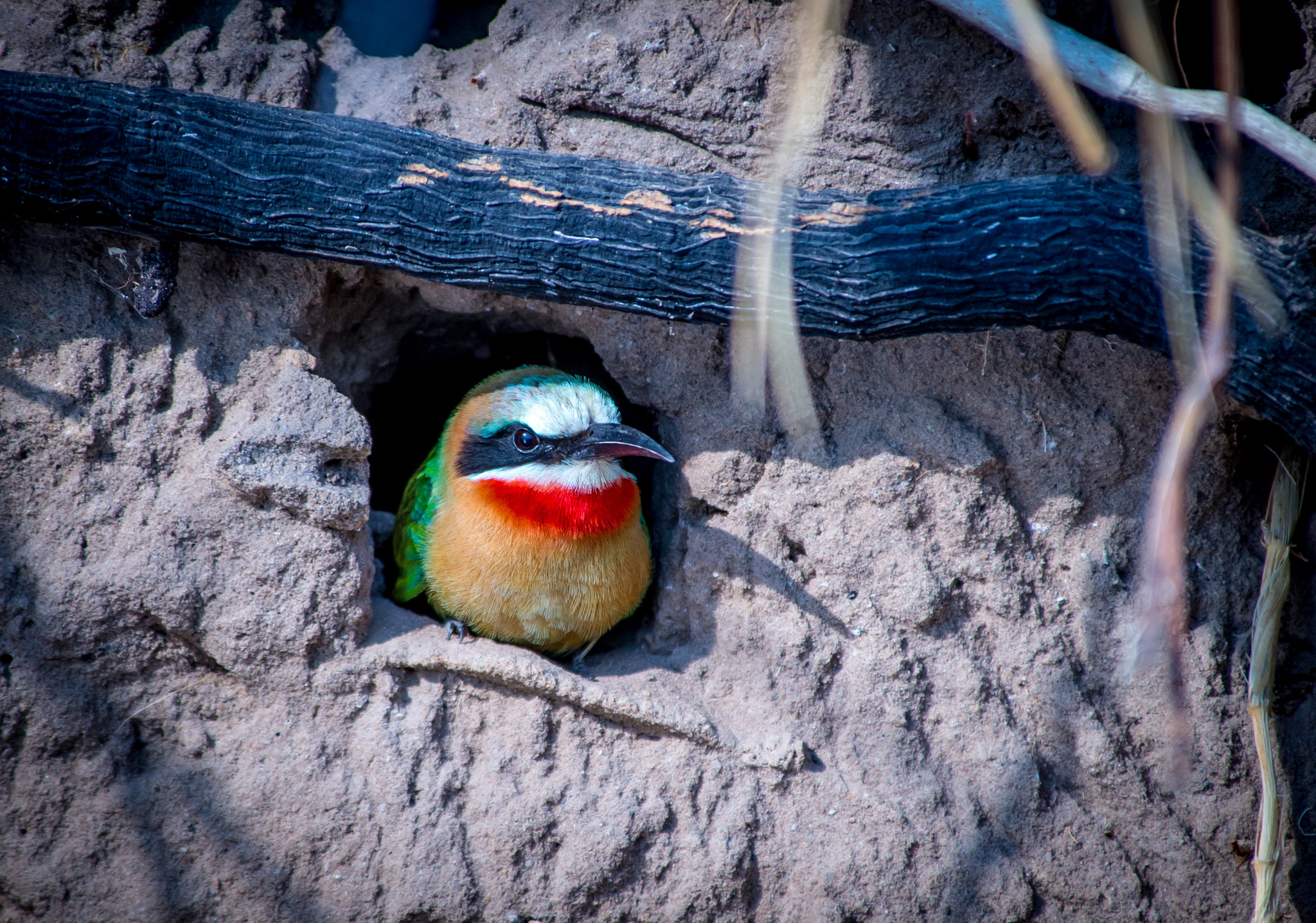 Nikon D600 sample photo. Cubby hole photography