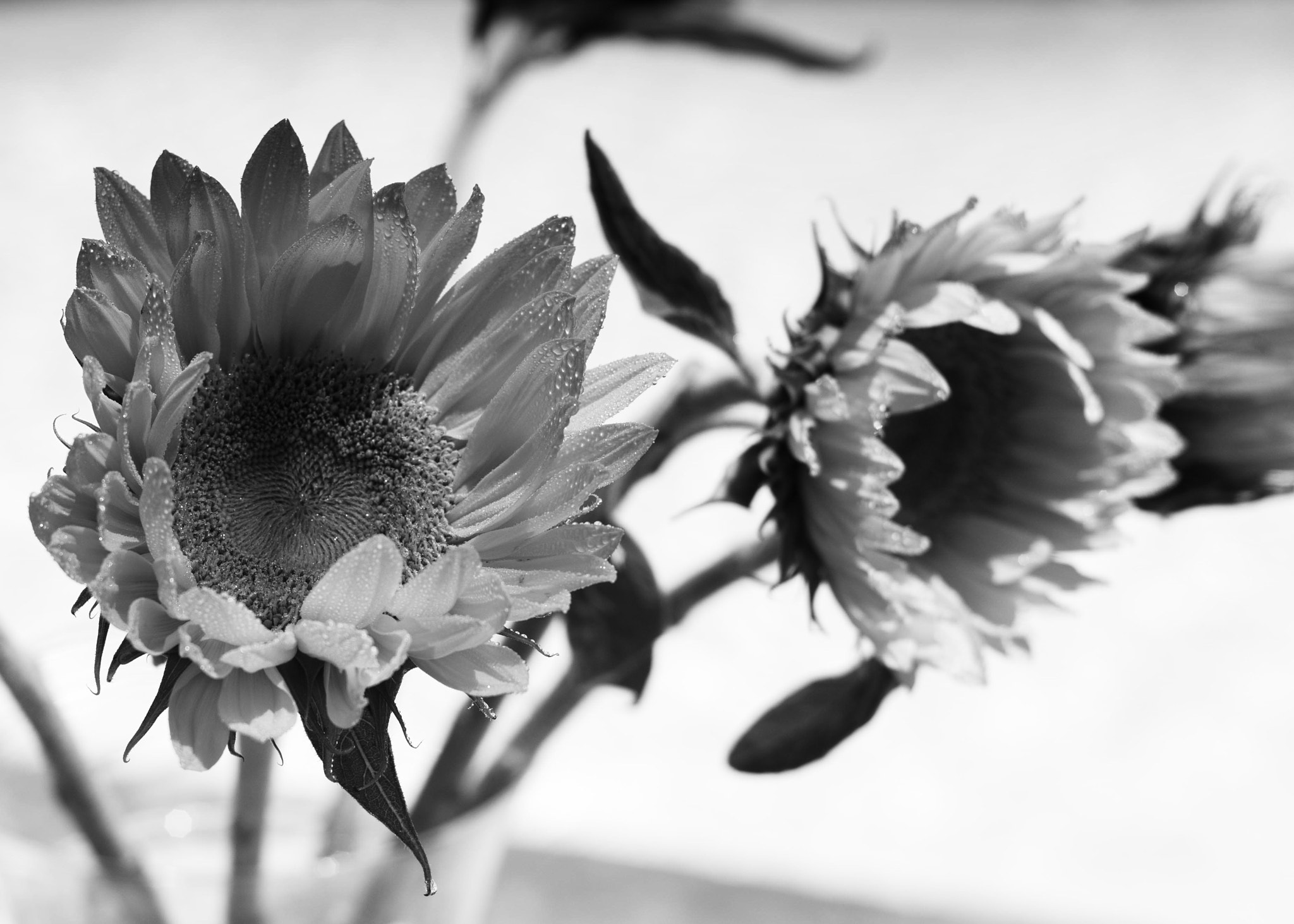 Summicron-M 1:2/50 sample photo. Sun series 2 photography