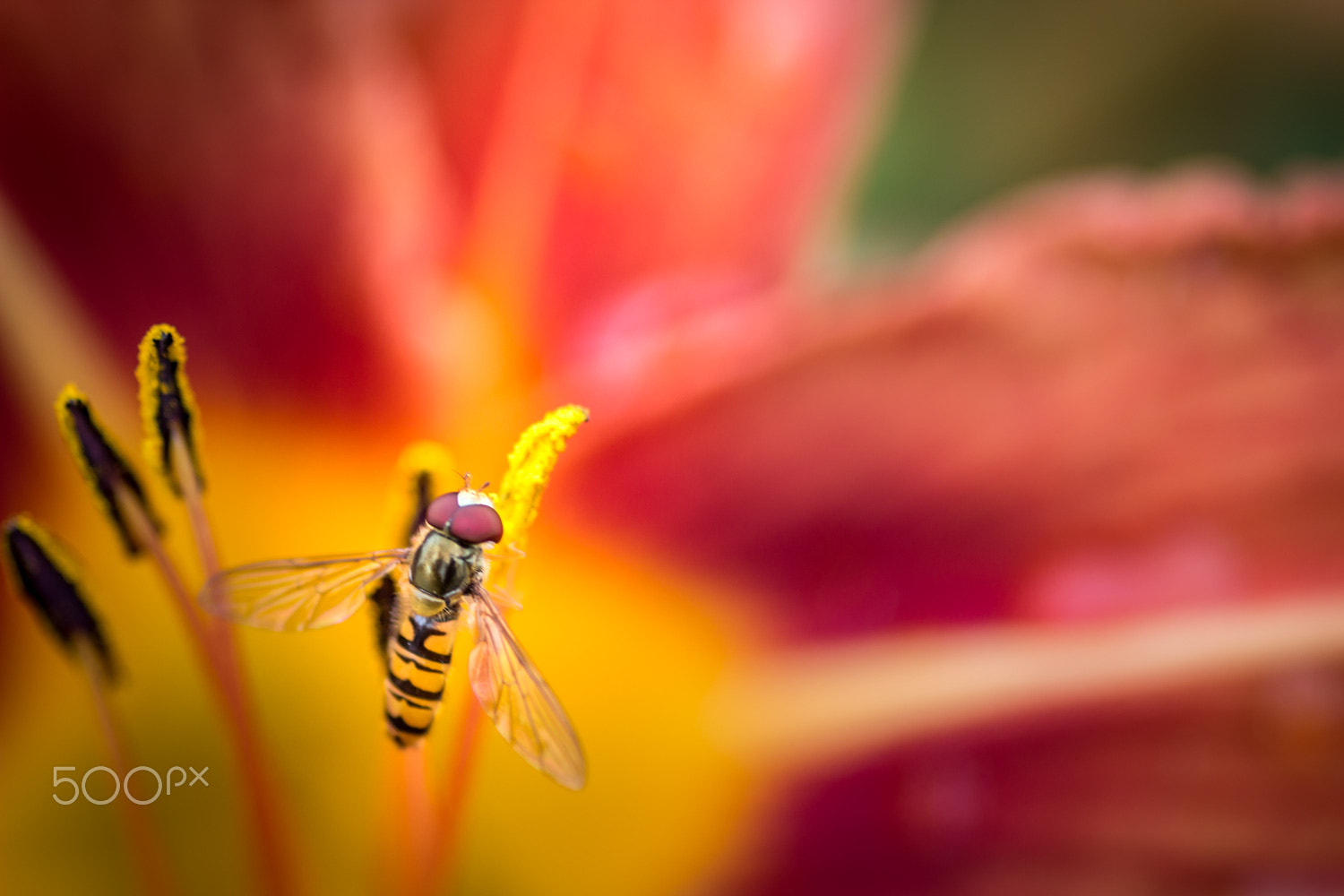 Sigma 105mm F2.8 EX DG Macro sample photo. Schwebfliege photography