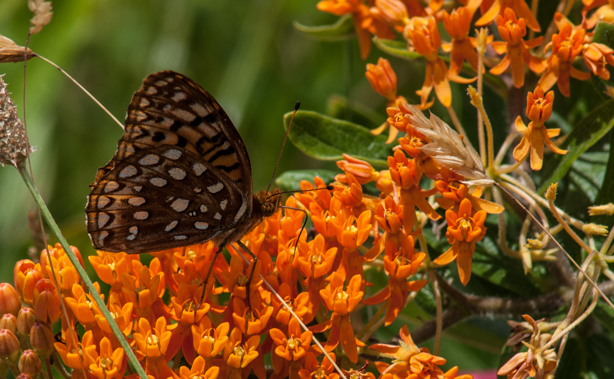 Nikon D200 + AF Nikkor 300mm f/4 IF-ED sample photo. Aphrodite fritillary photography