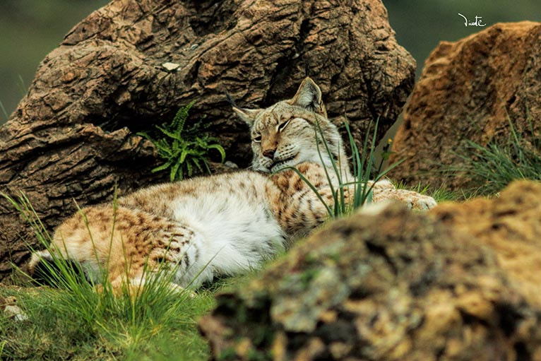 Canon EF 200mm f/2.8L II + 2x sample photo. Lince photography