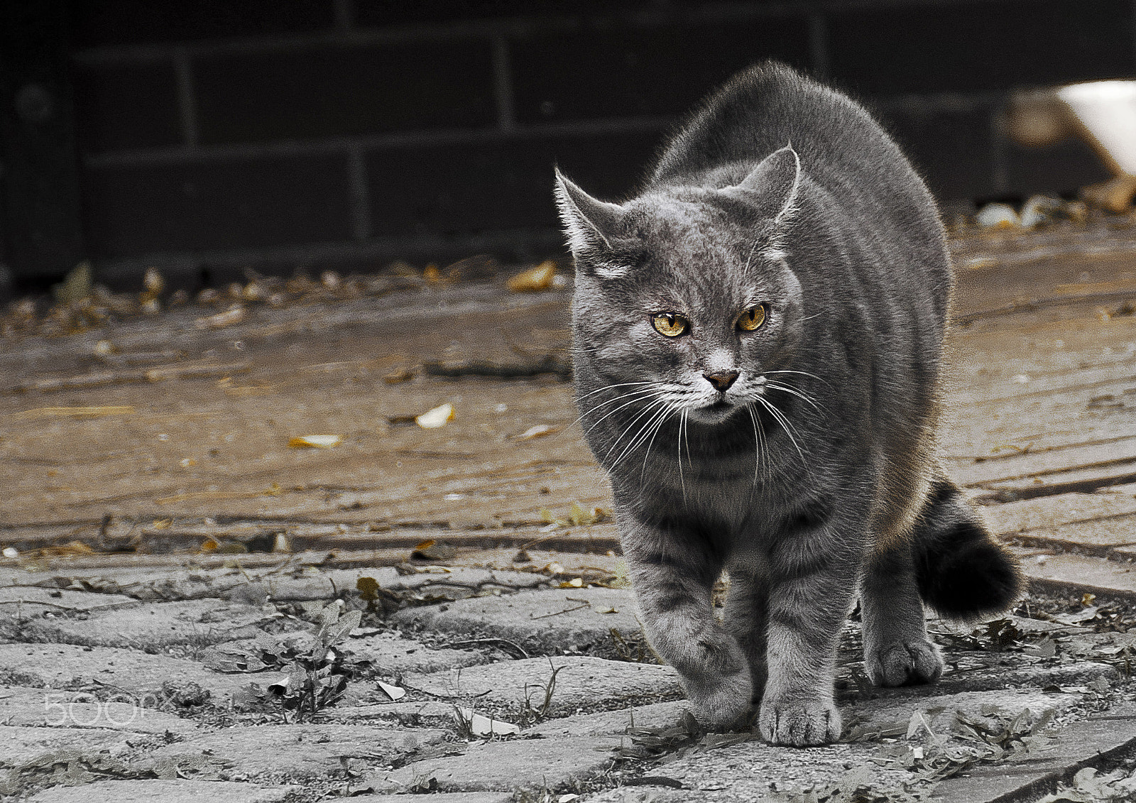 Pentax K-5 sample photo. Cat befor fight photography