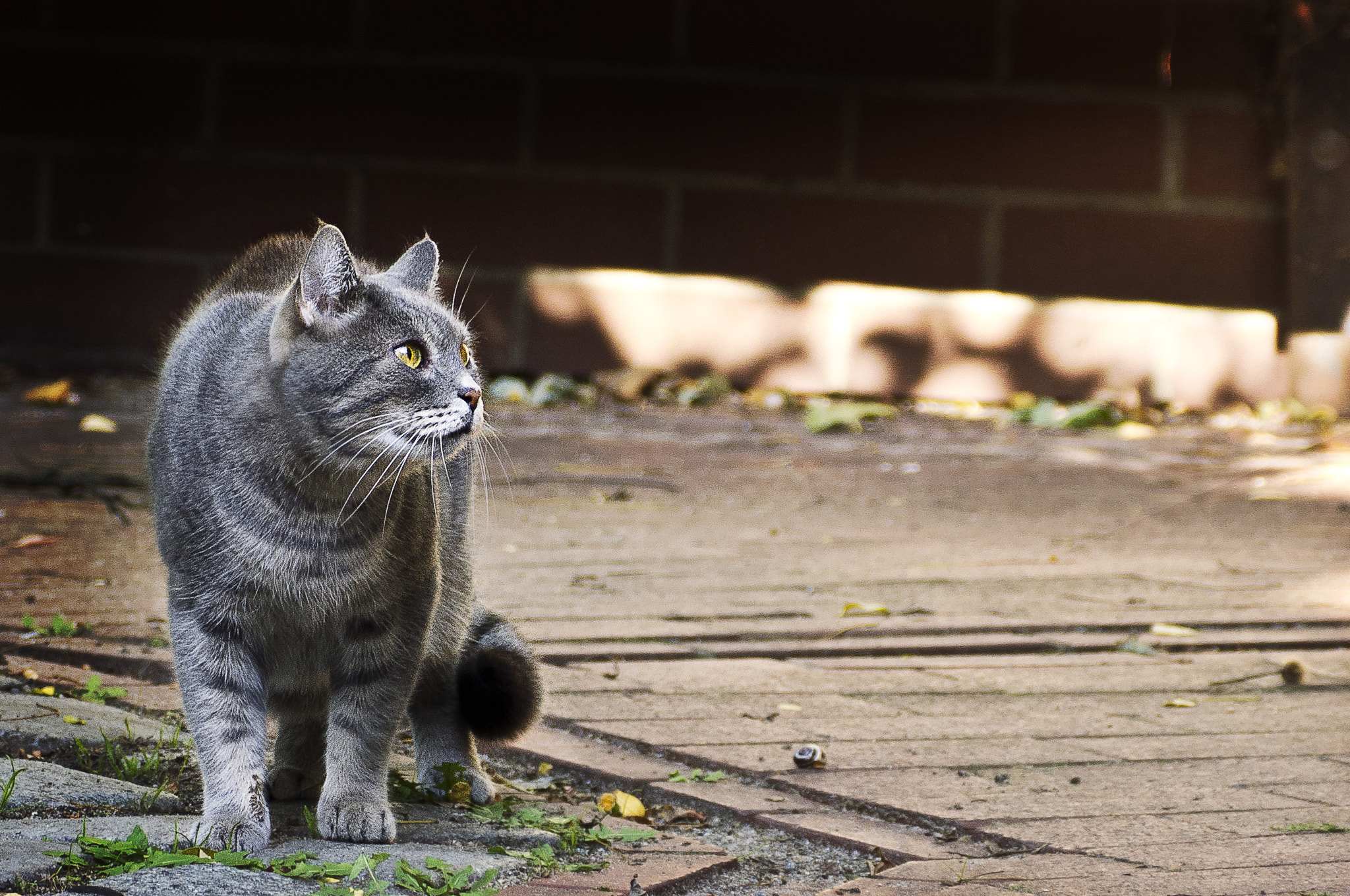 Tamron AF 18-200mm F3.5-6.3 XR Di II LD Aspherical (IF) Macro sample photo. Cat photography
