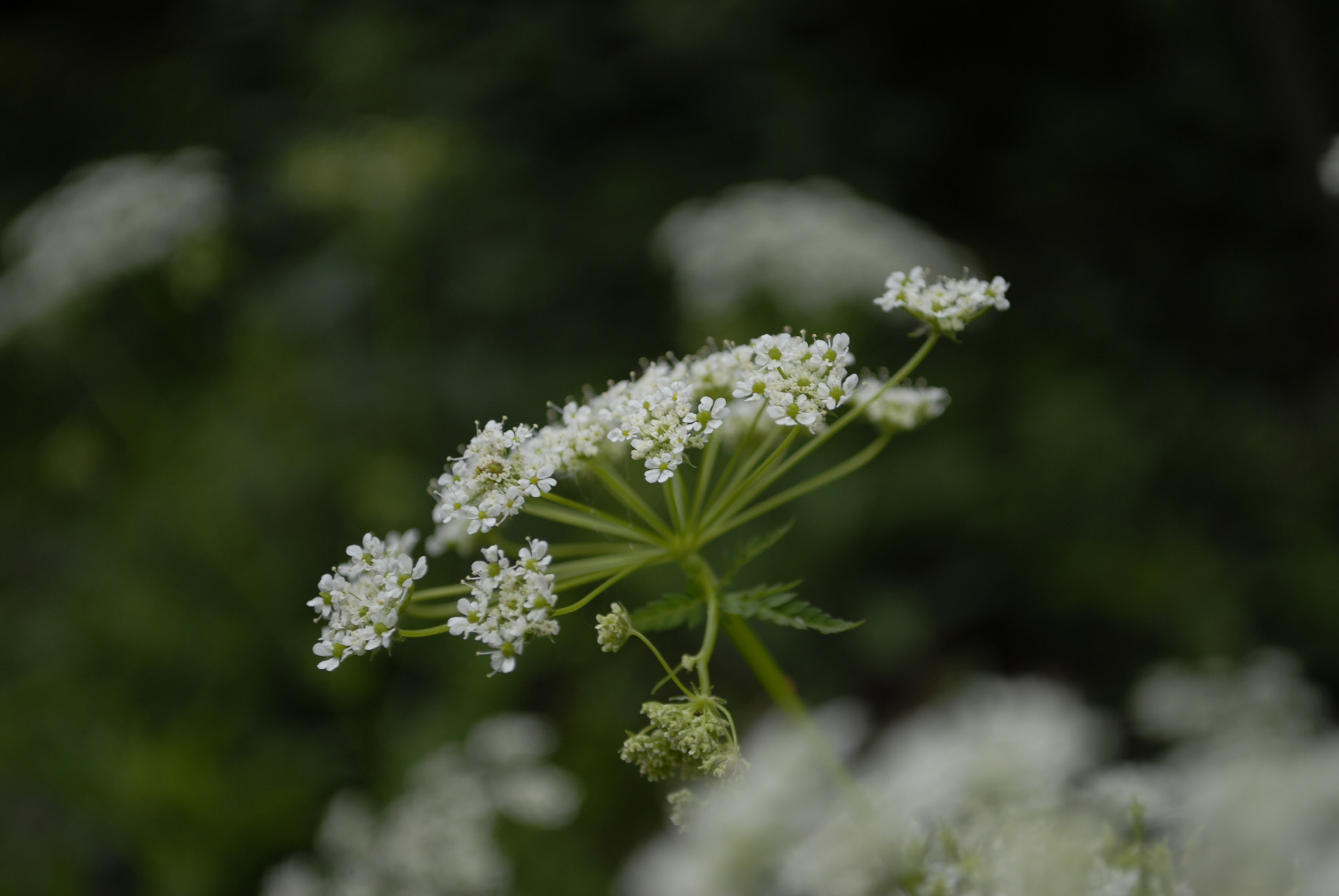 Nikon D200 sample photo. Fiori comuni. photography