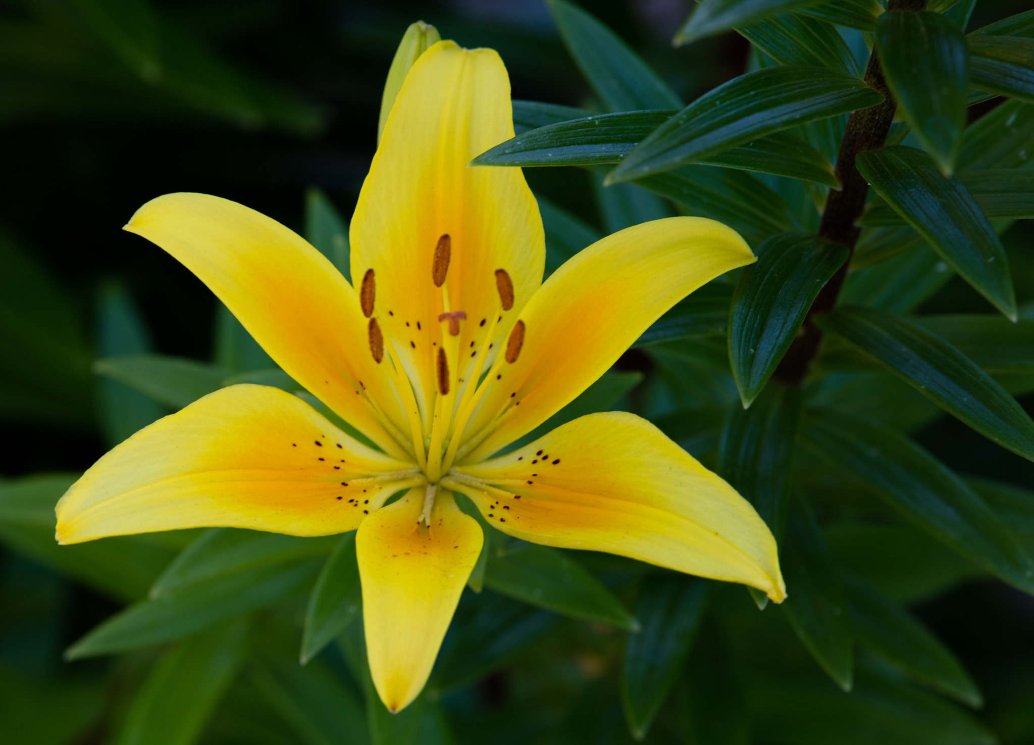 Canon EF 300mm F2.8L IS II USM sample photo. Lily gold photography