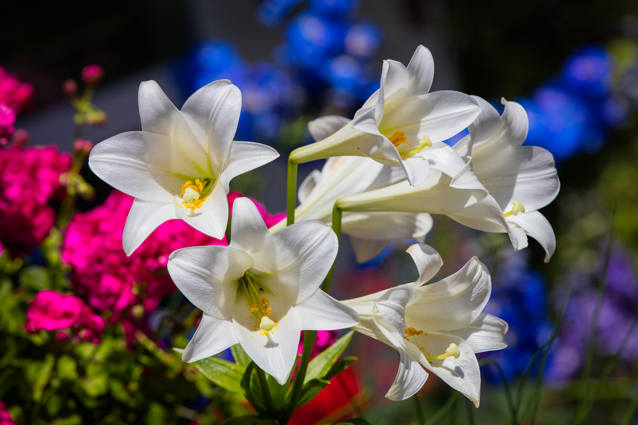 Canon EF 300mm F2.8L IS II USM sample photo. Lily collection photography
