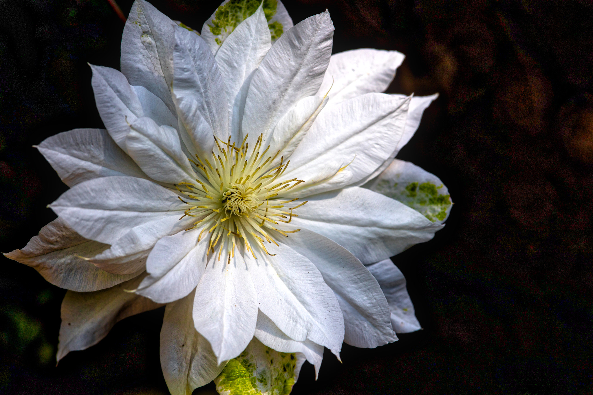 Canon EF 300mm F2.8L IS II USM sample photo. Climatus white double photography