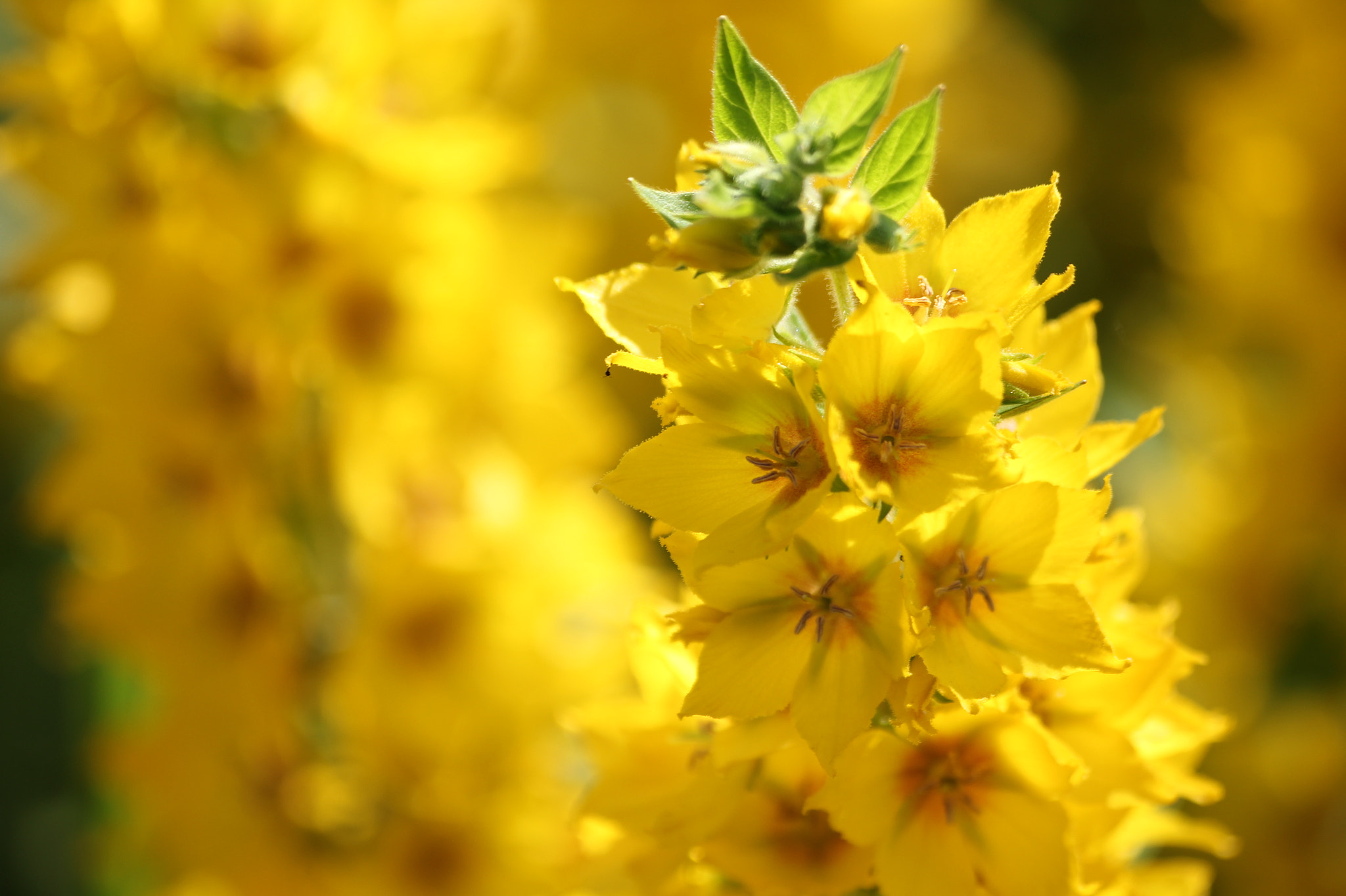 Sigma 70-300mm F4-5.6 APO DG Macro sample photo. Yellow  photography